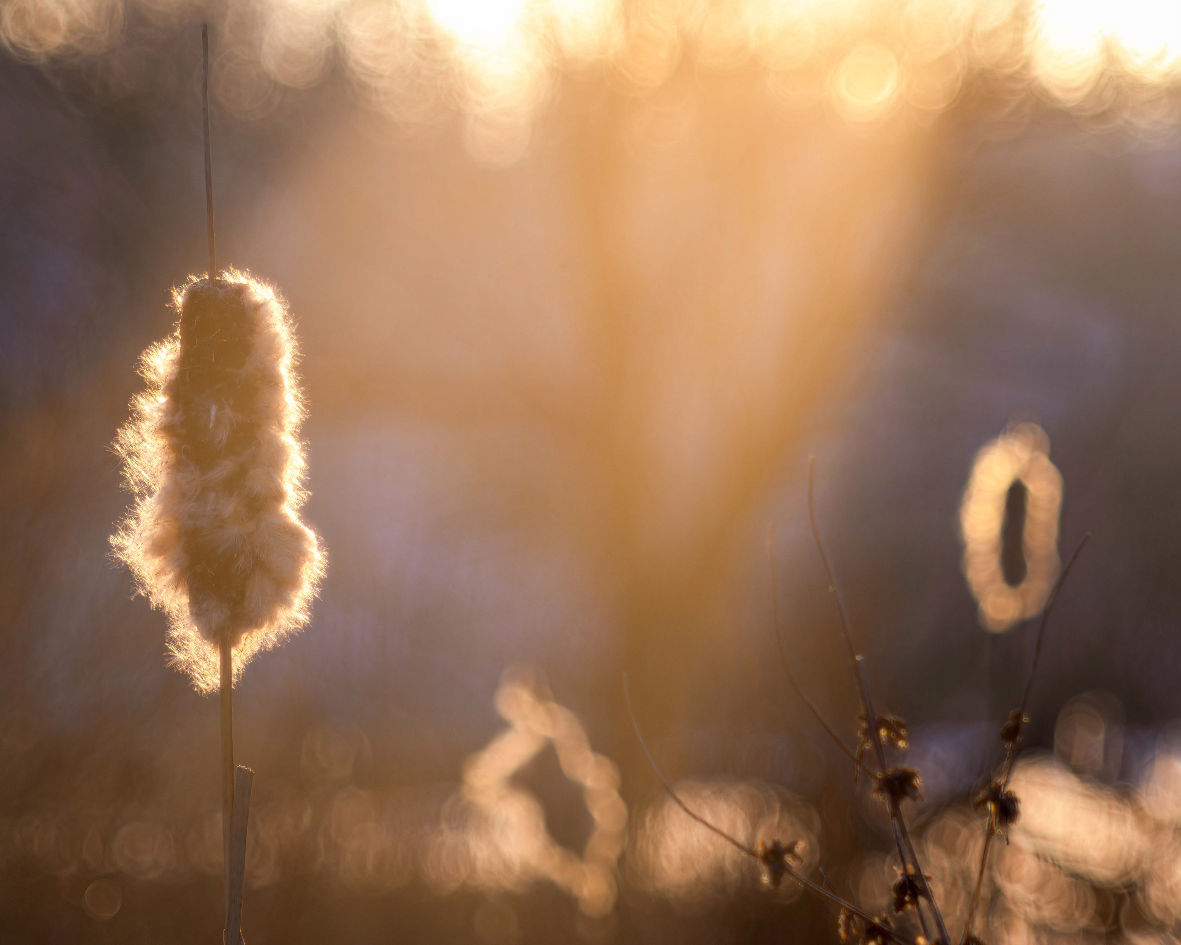 Late 50's Meyer Görlitz Primotar 135mm