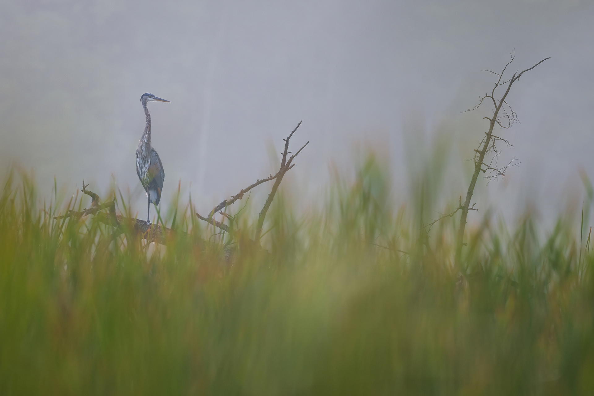 Great Blue Heron - RBG