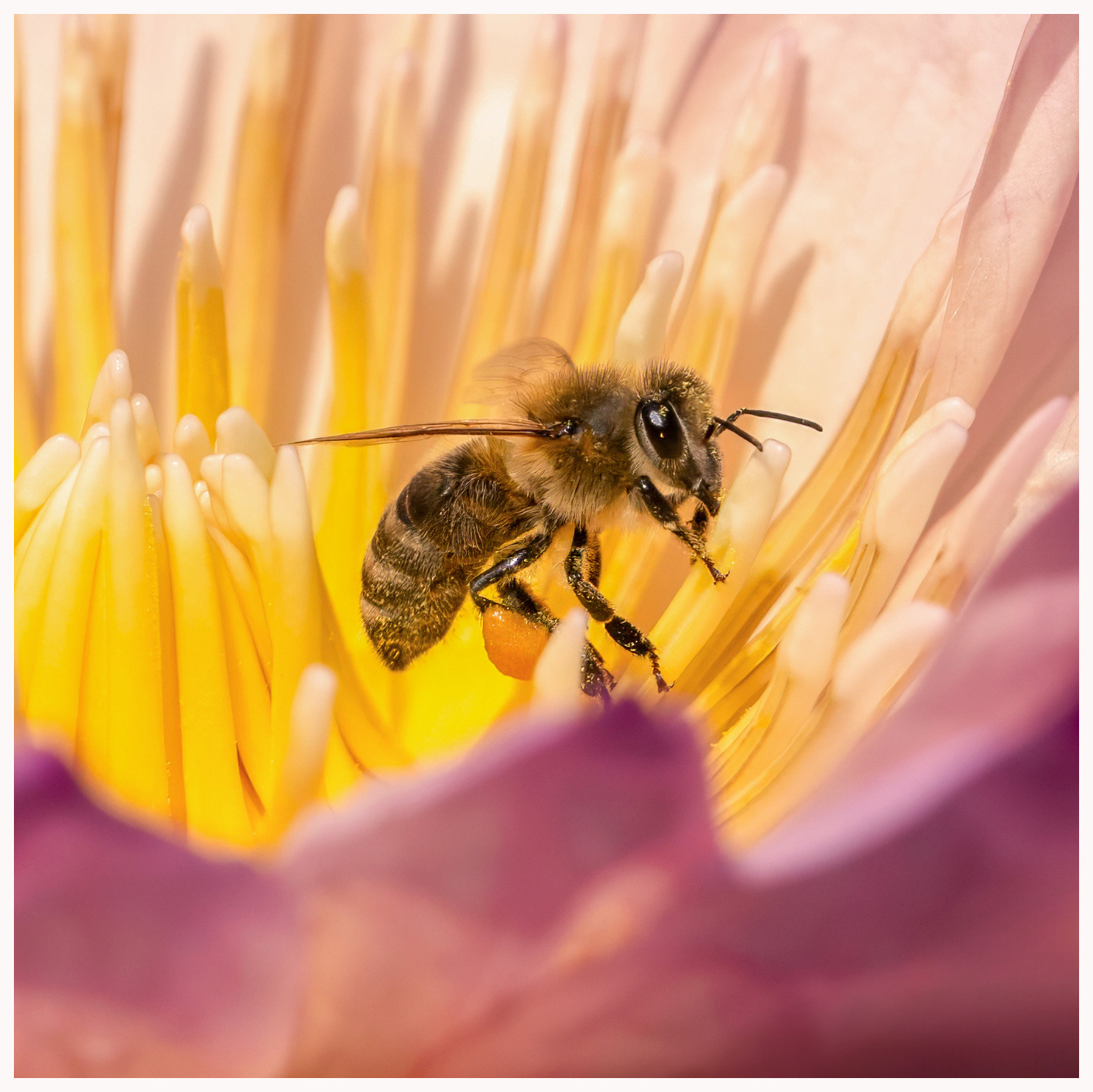 Honey Bee - RBG