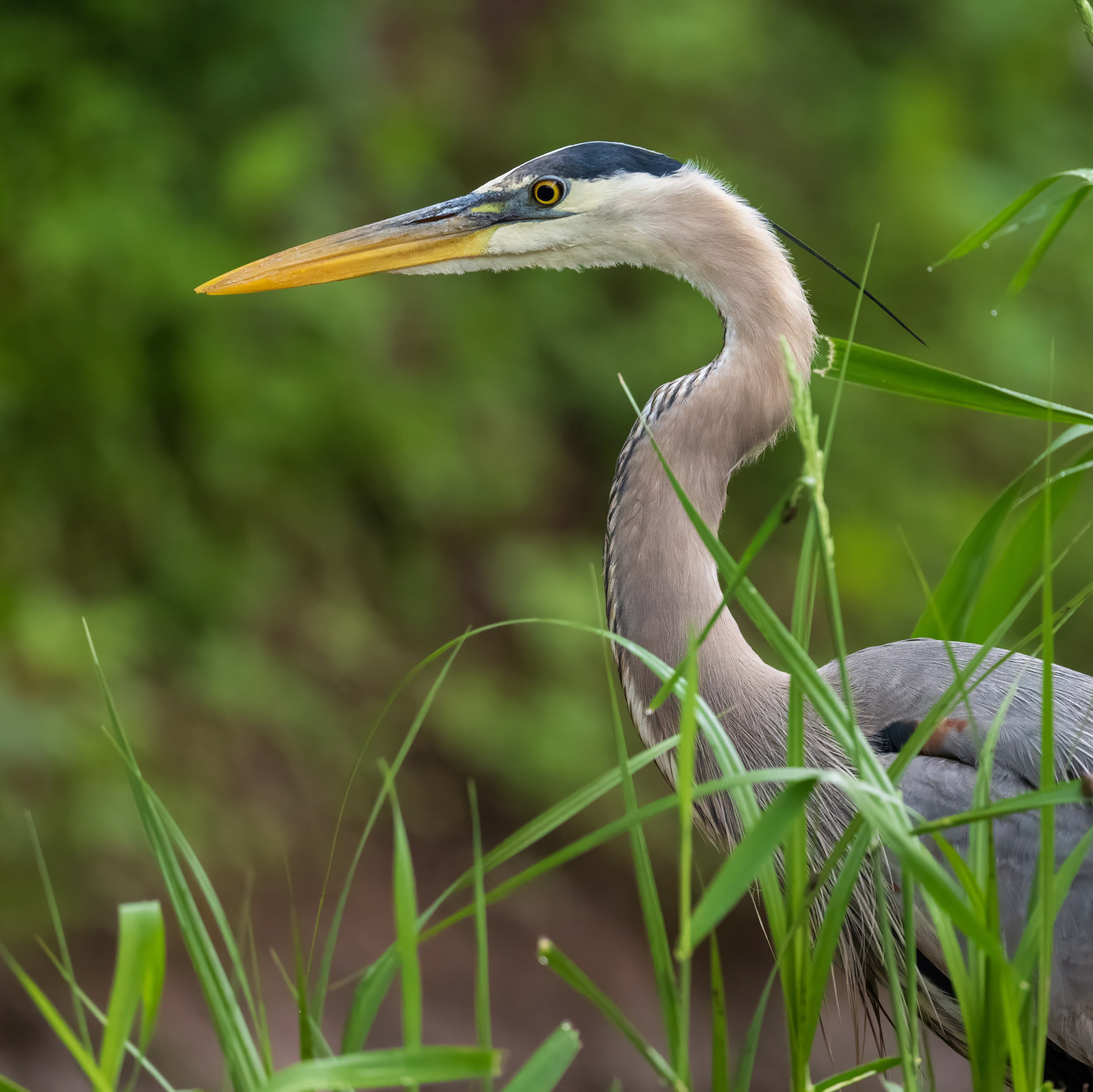 Great Blue Heron - Oakville