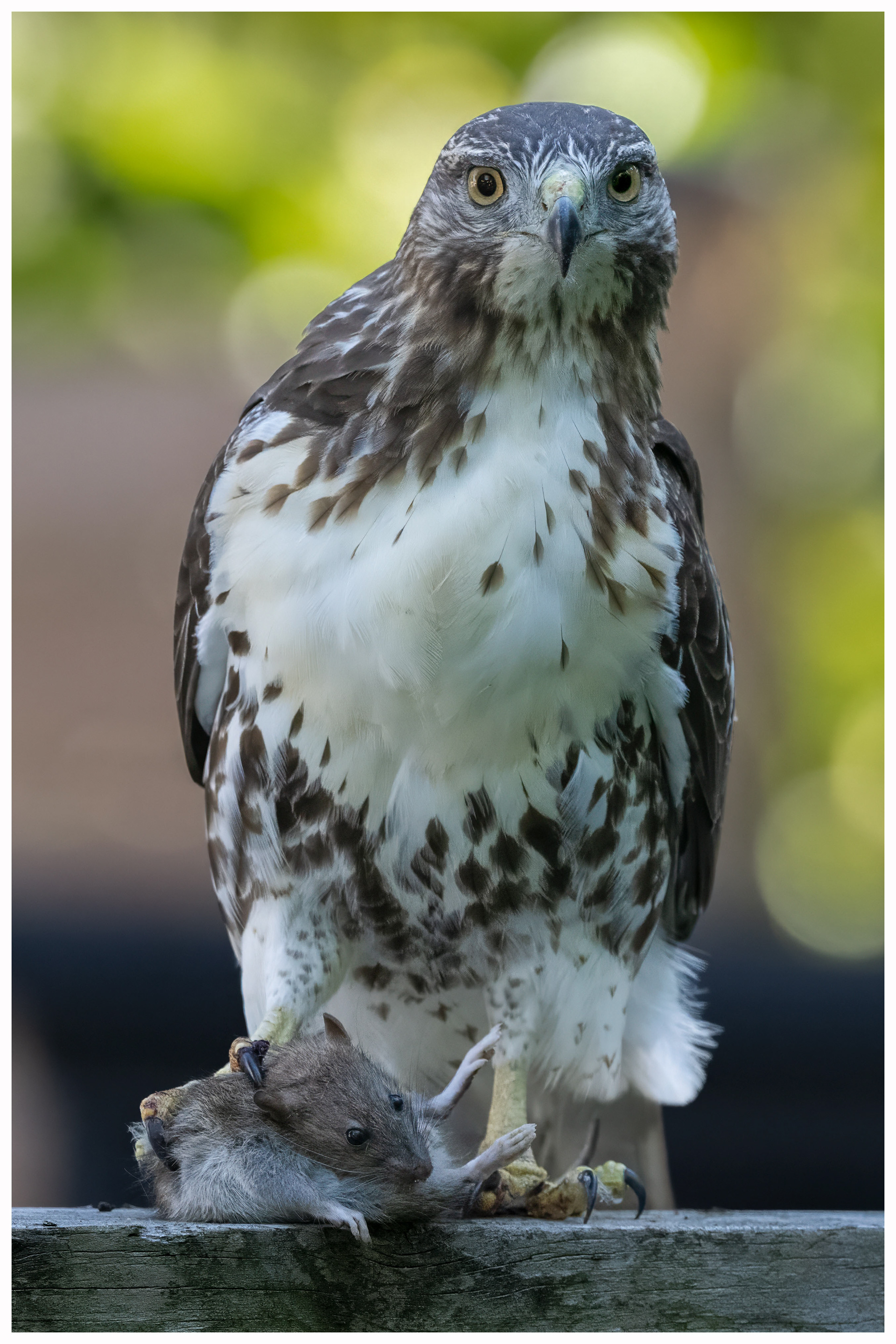 Red-tailed Hawk (juvenile) - Burlington
