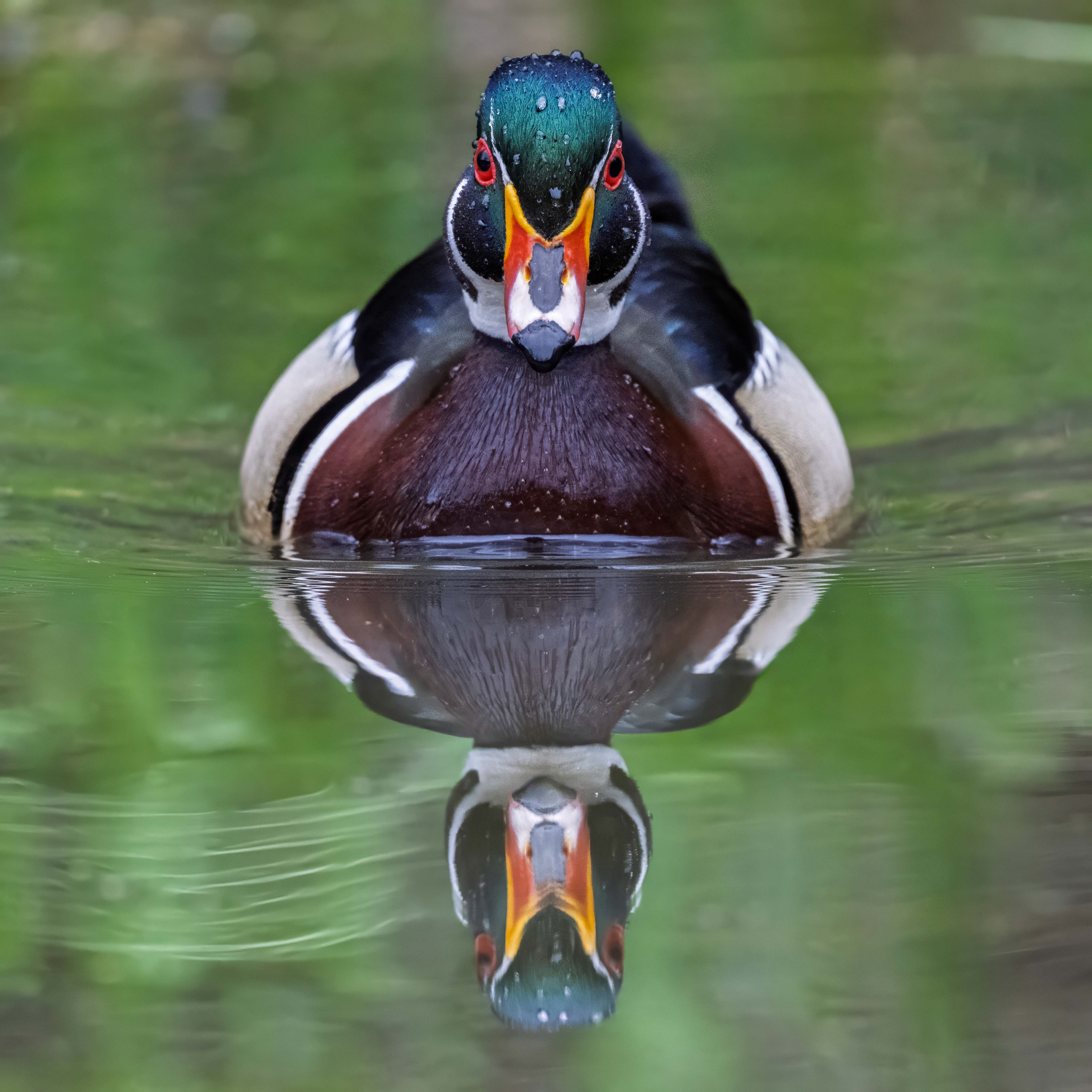 Wood Duck (male) - RBG