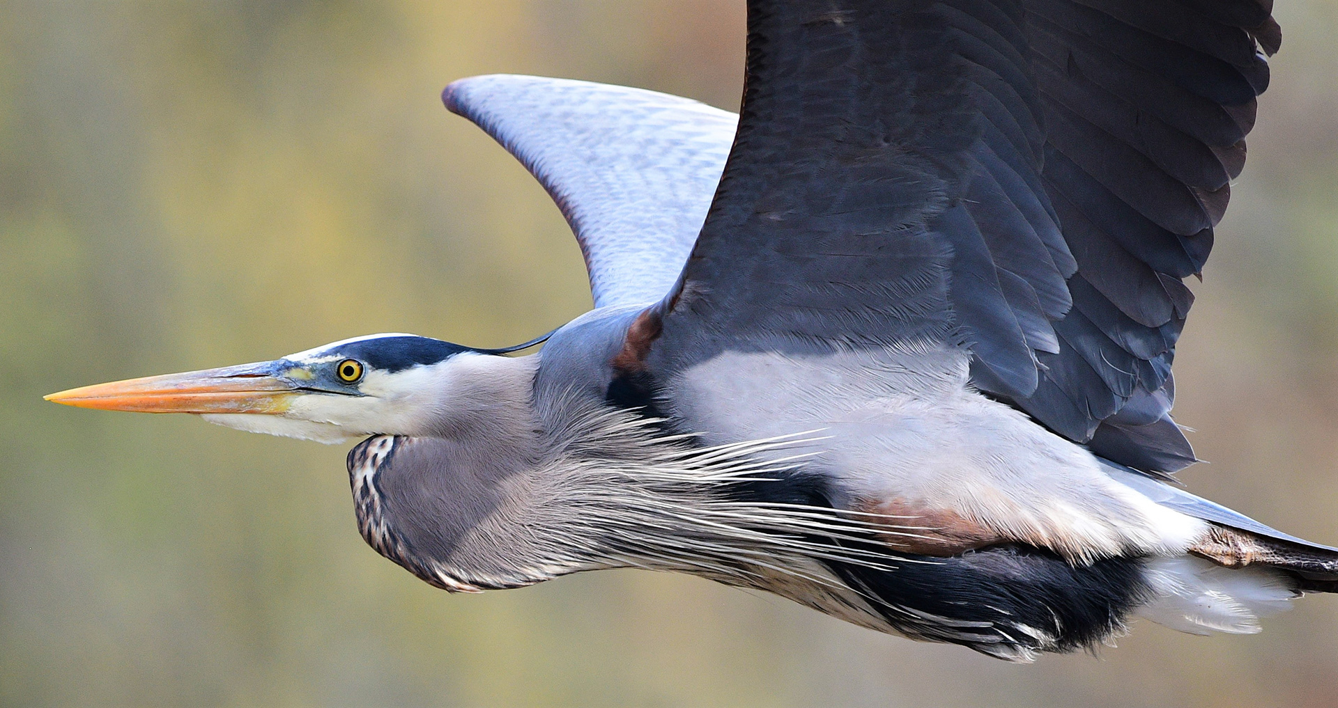 Great Blue Heron - RBG