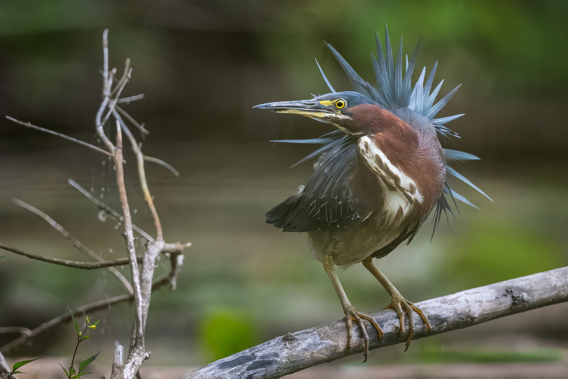 Green Heron - RBG