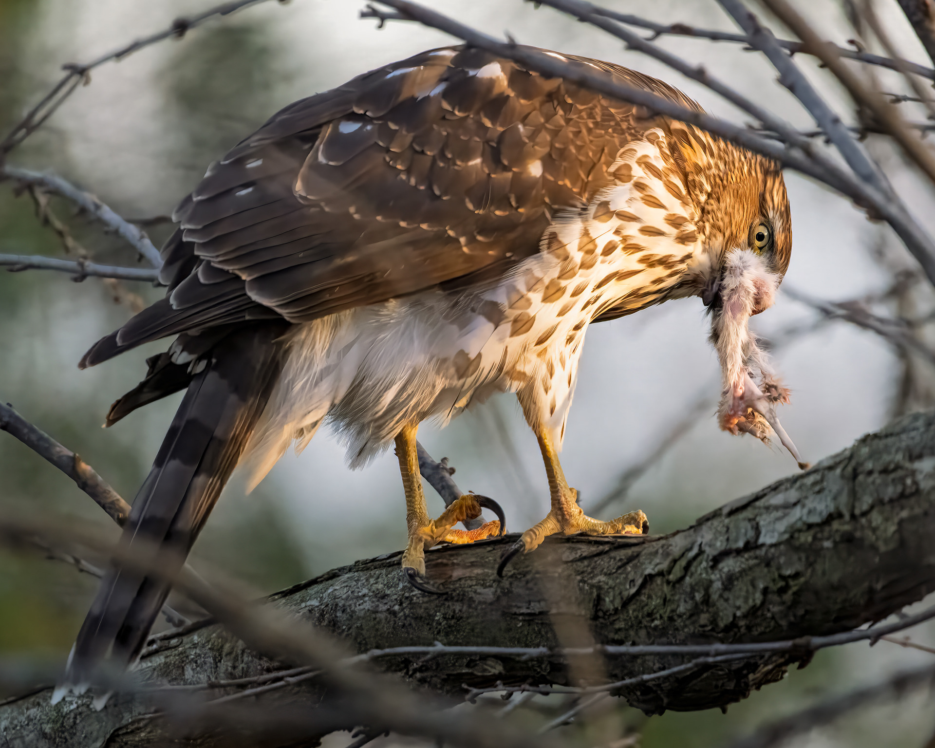Cooper's Hawk - Burlington