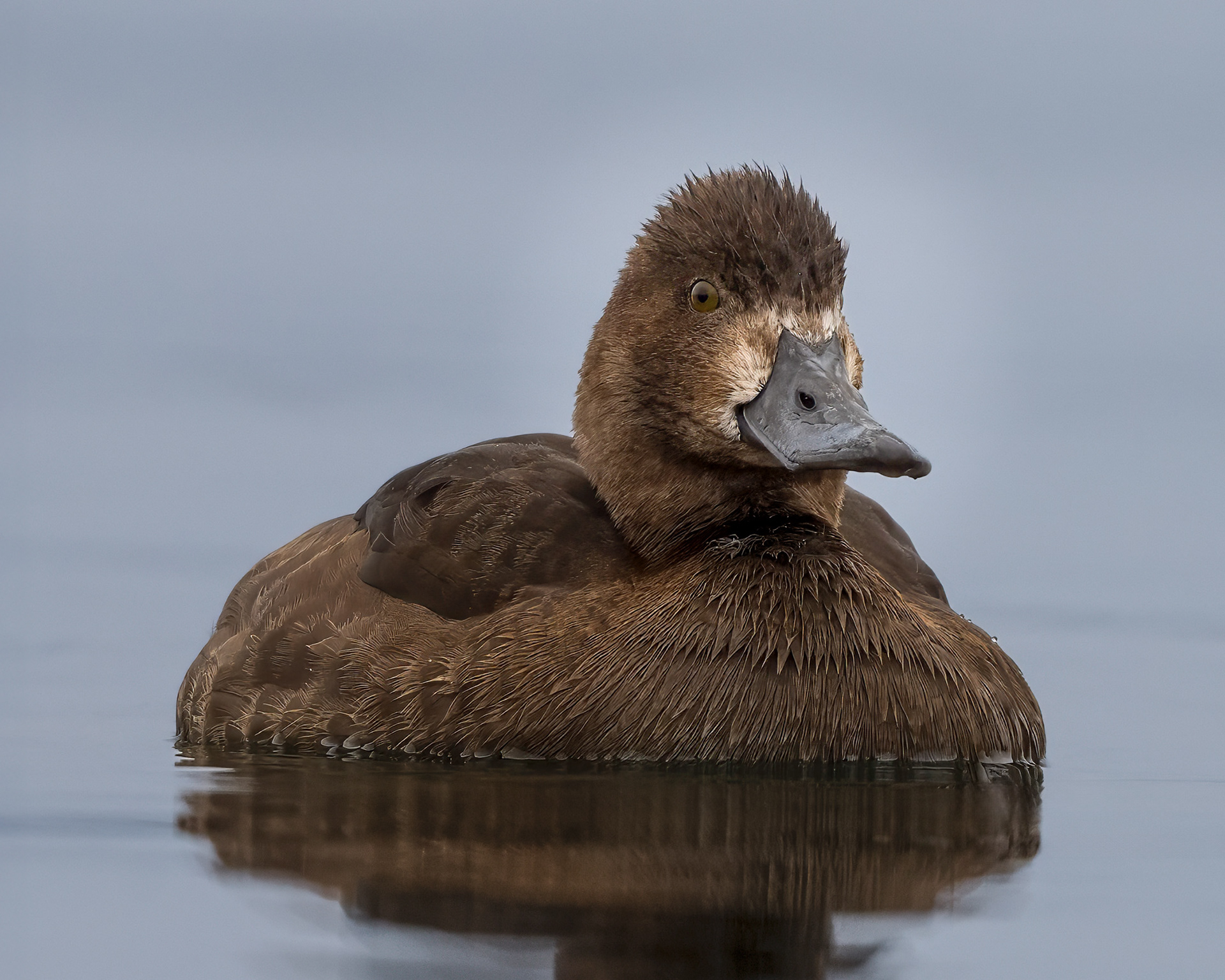 Greater Scaup (female) - Burlington