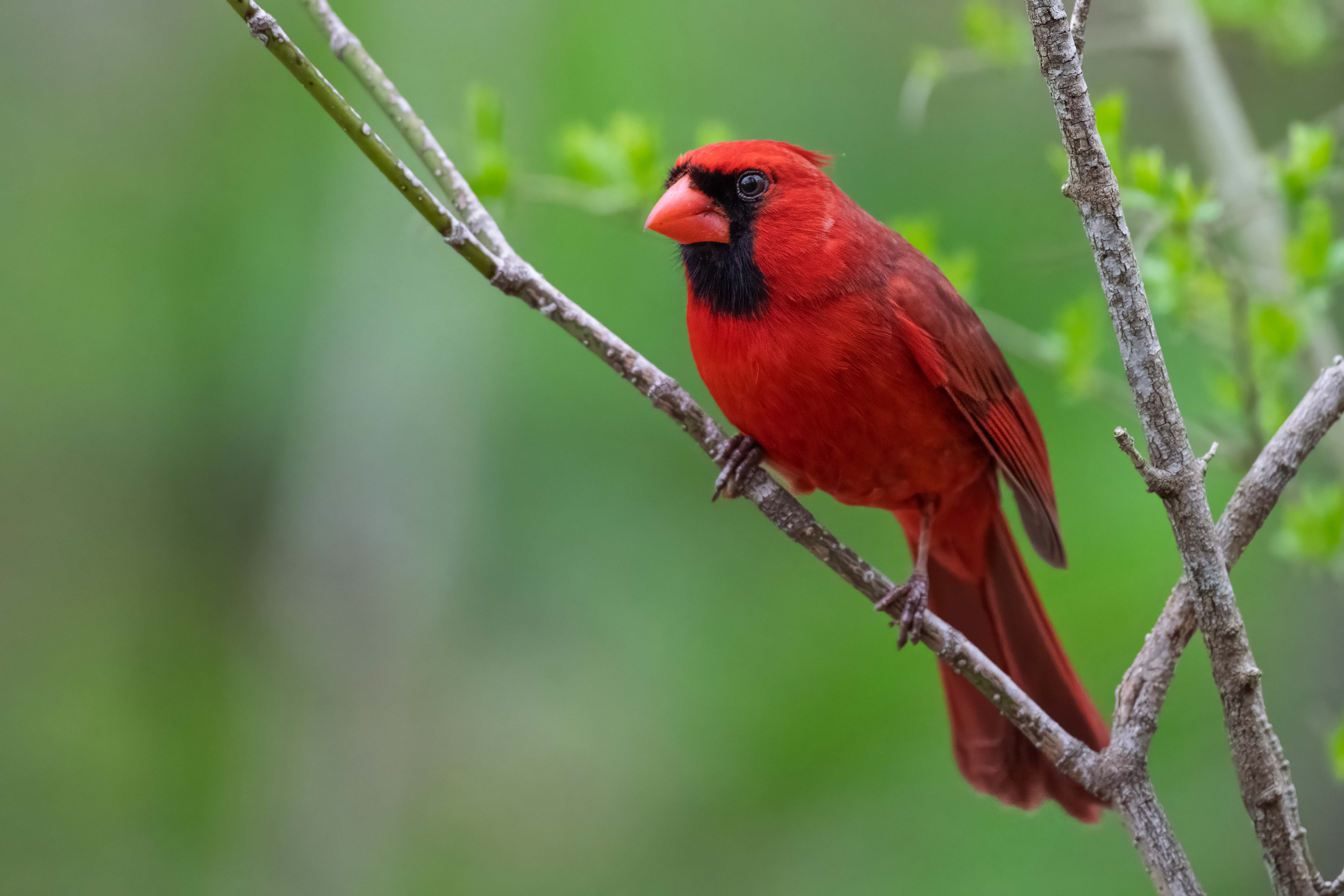 Northern Cardinal - RBG