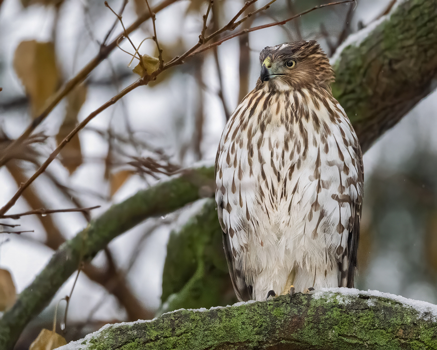 Cooper's Hawk - Burlington