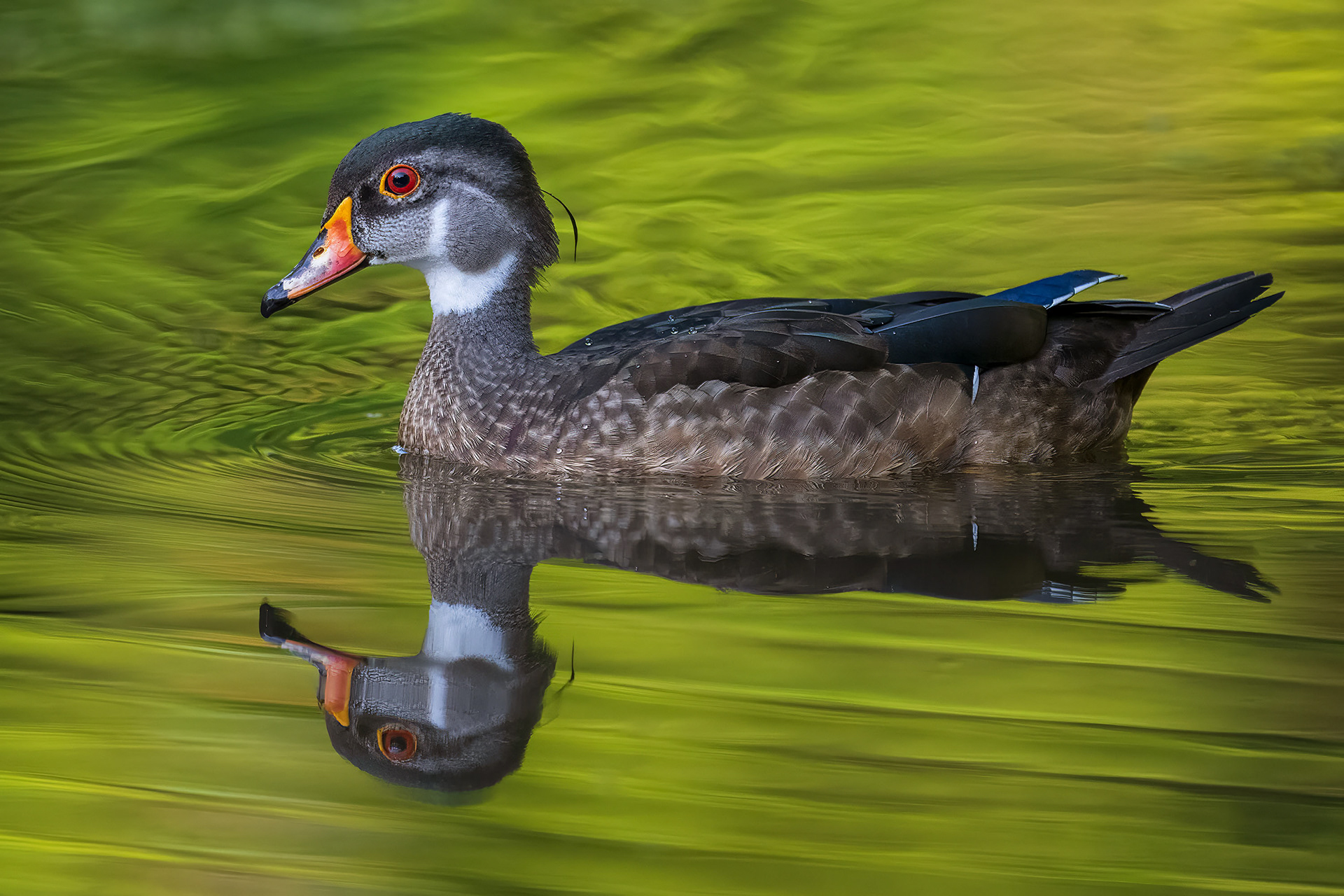 Juvenile Male Wood Duck - RBG