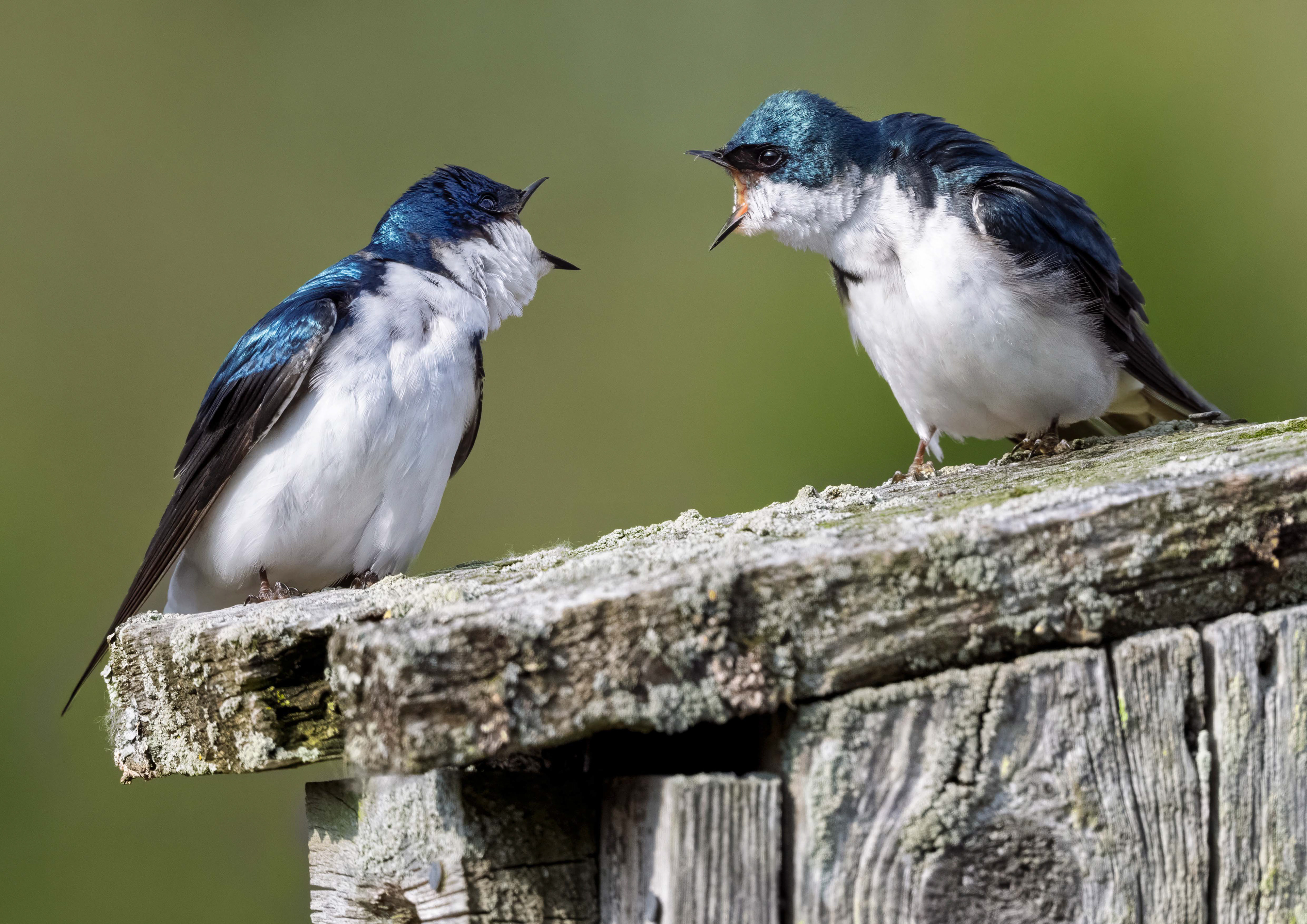 Tree Swallows - RBG