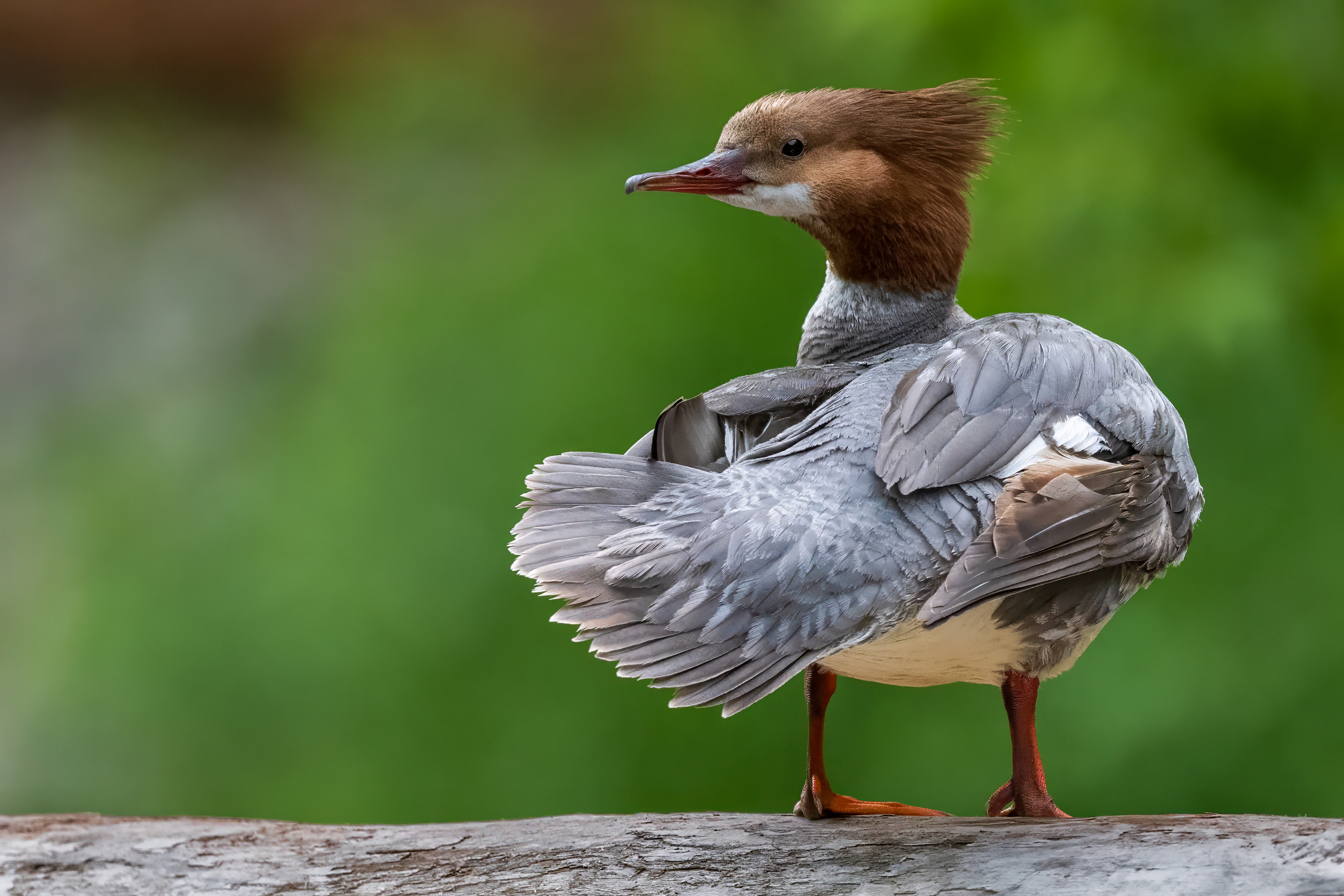 Common Merganser (female) - Oakville