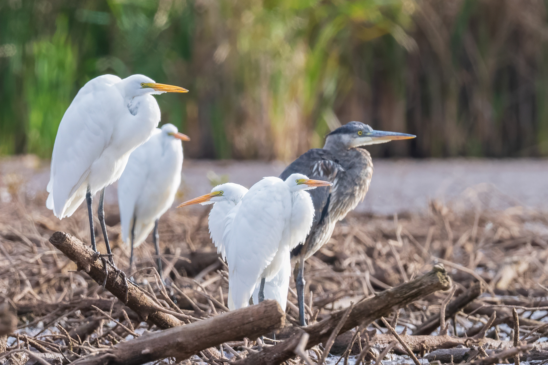Egrets & Heron - RBG