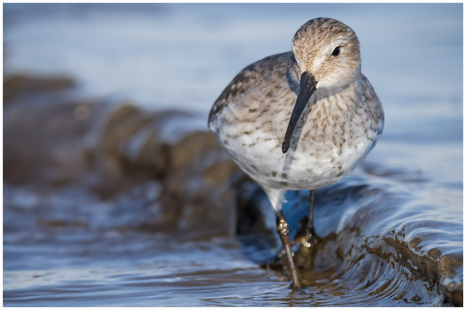 Sandpiper at Burlington Beach