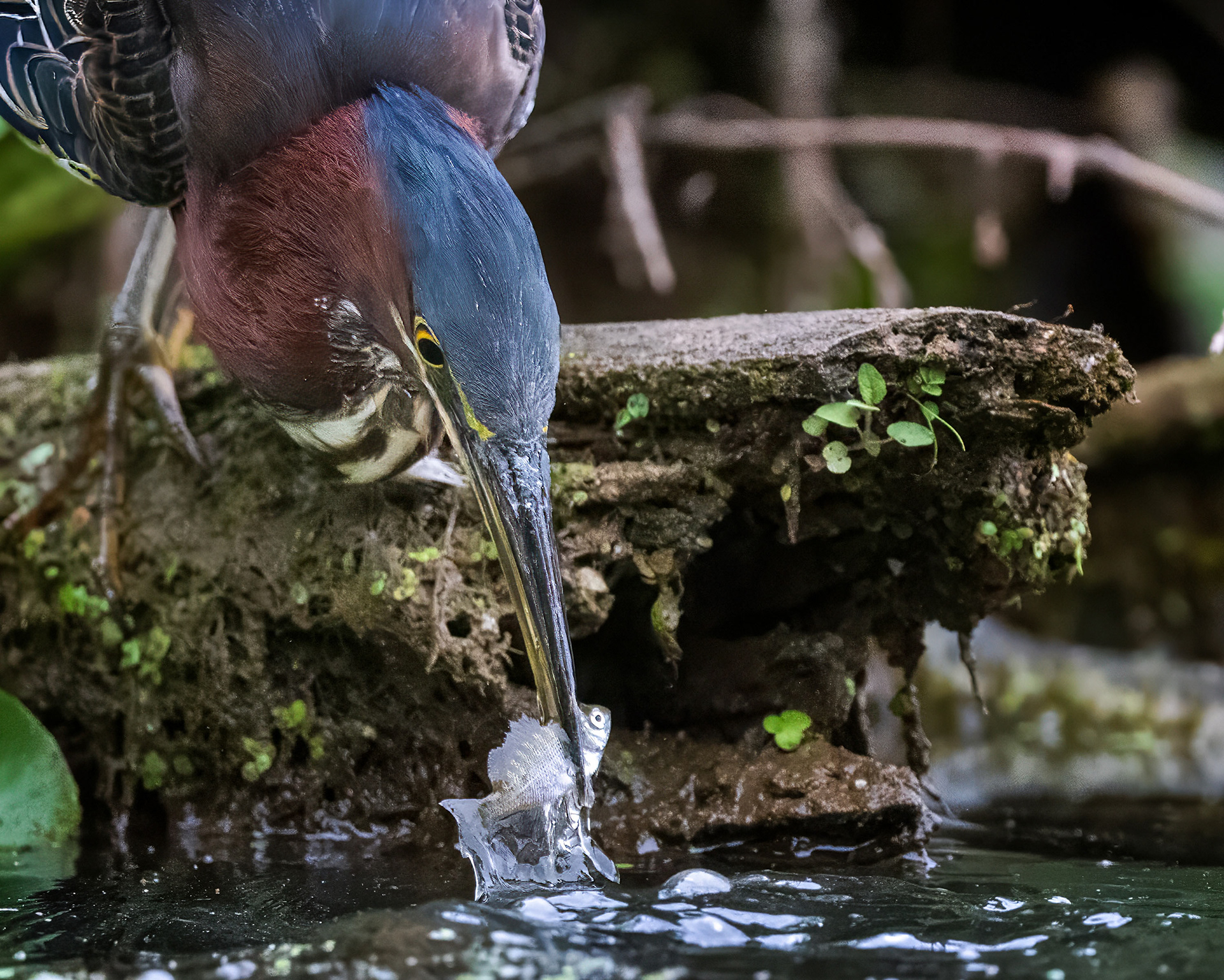 Green Heron - RBG
