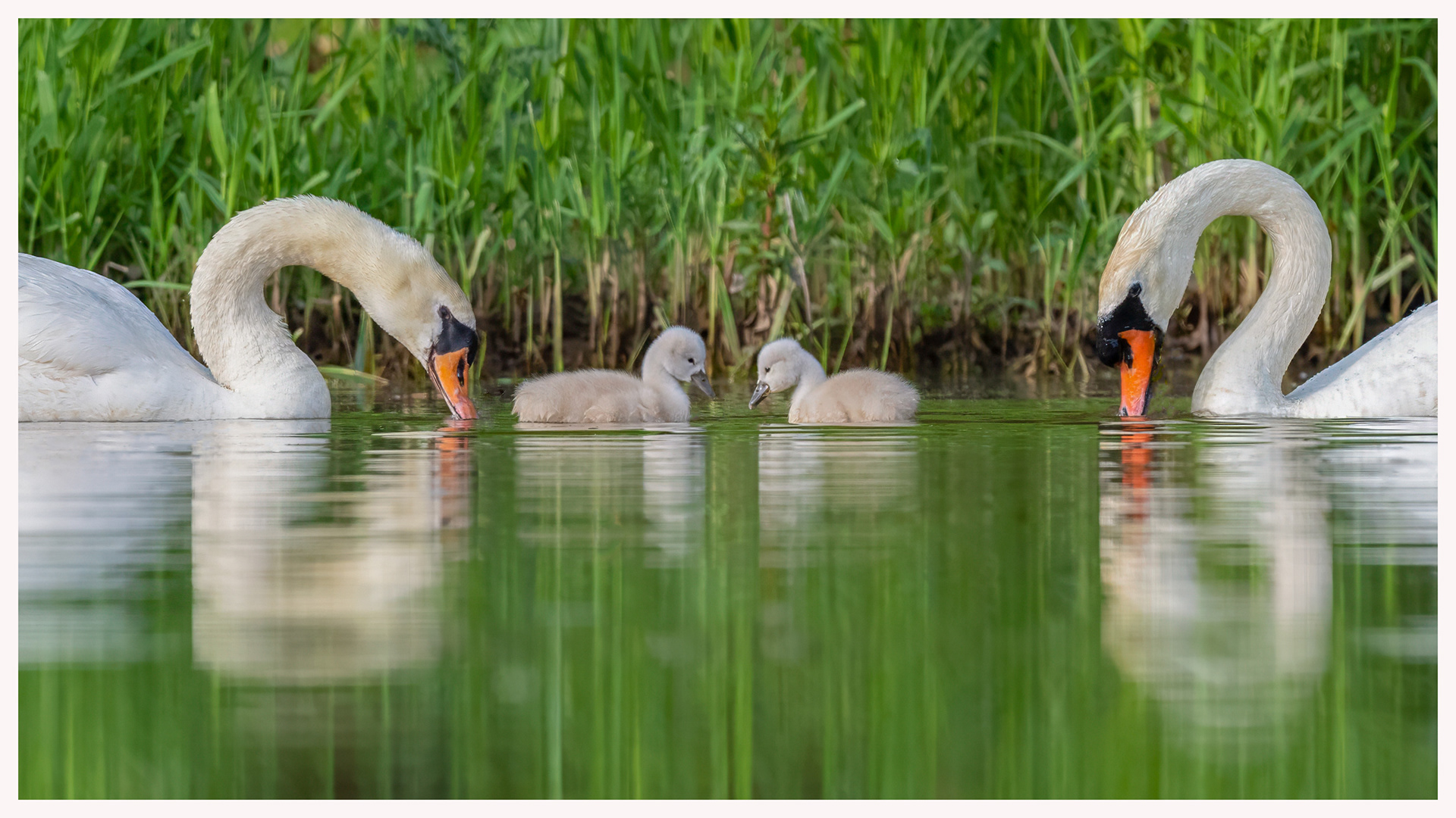 Mute Swans - Oakville