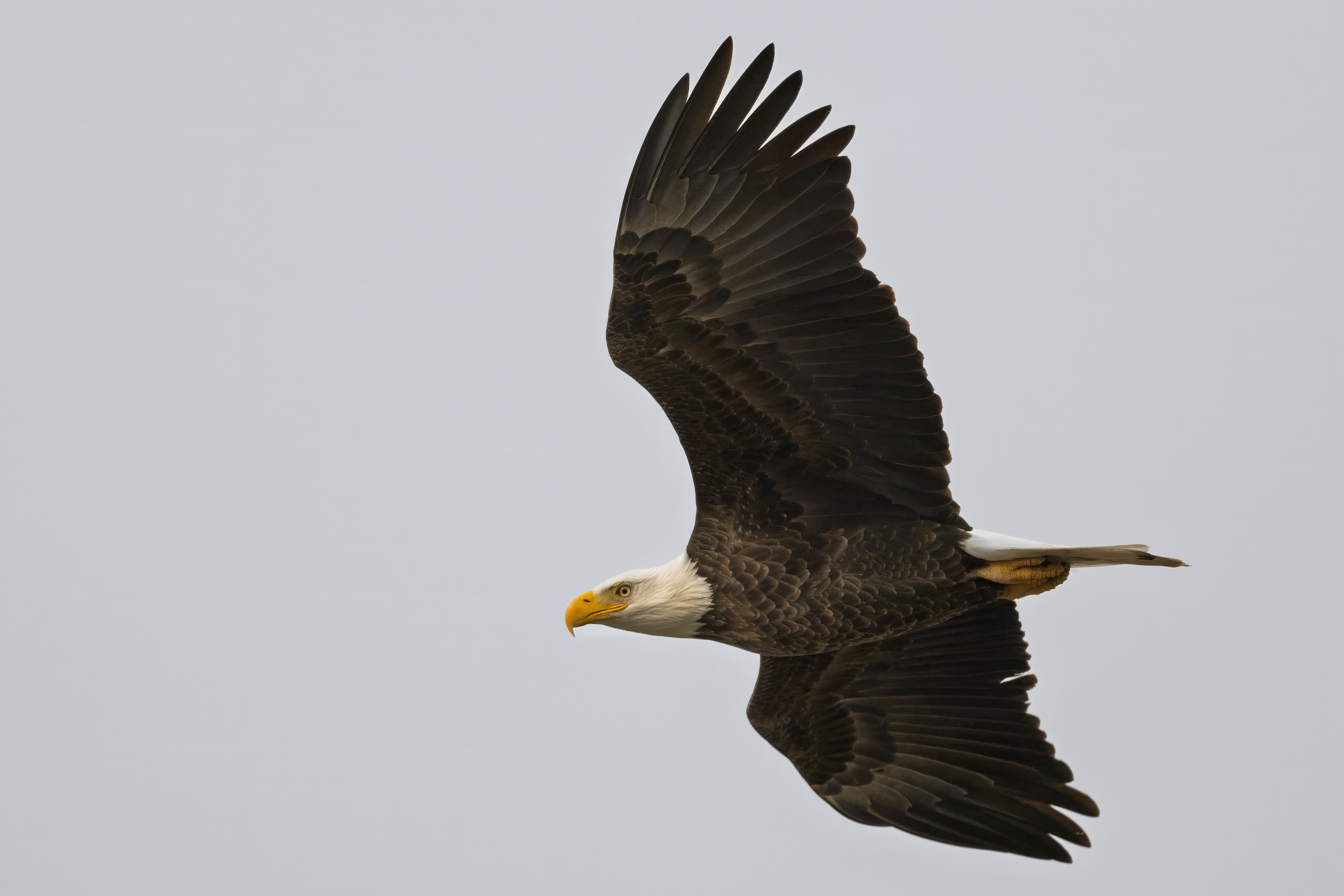 Bald Eagle - LaSalle Park