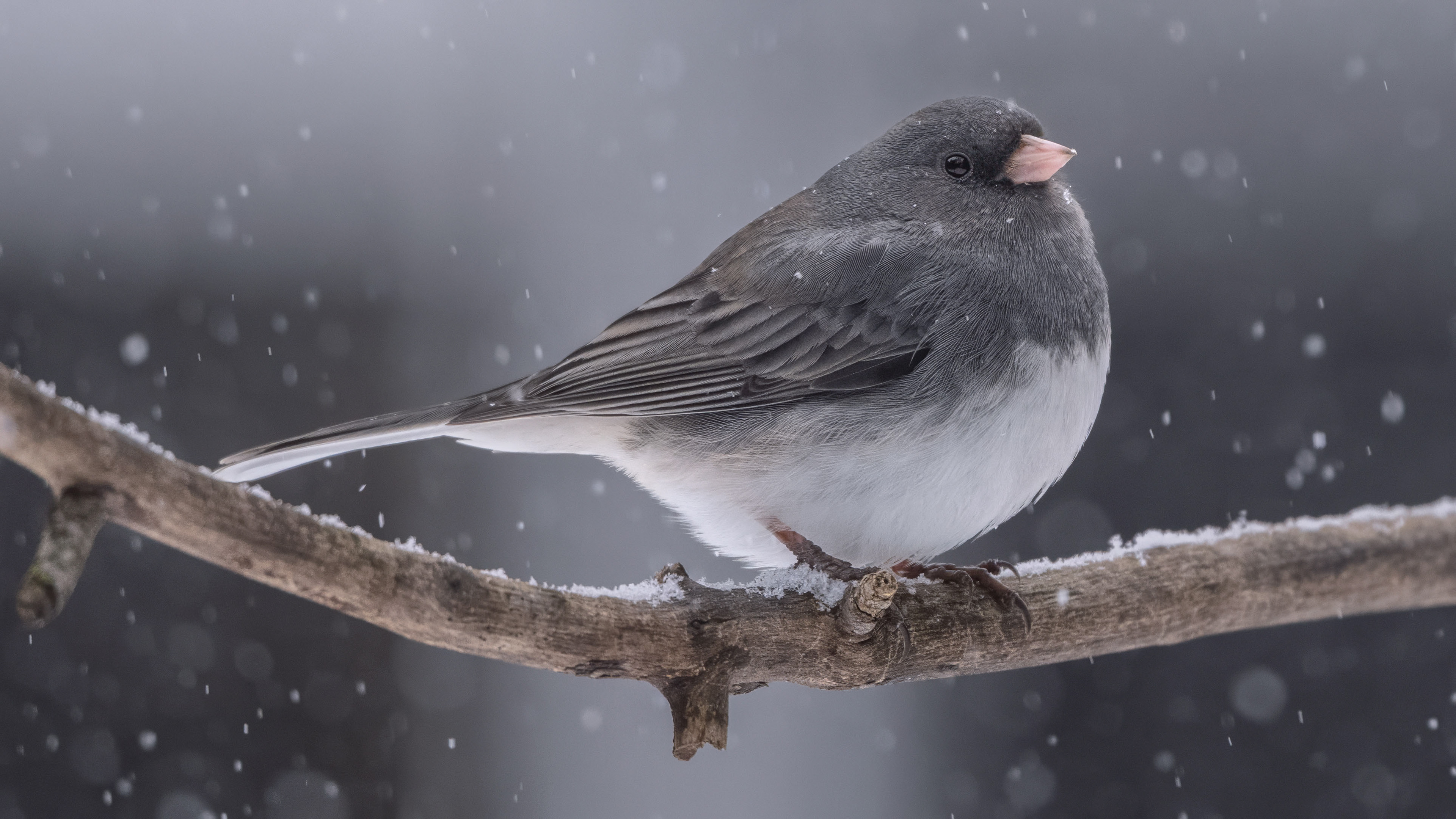 Dark-eyed Junco - Burlington