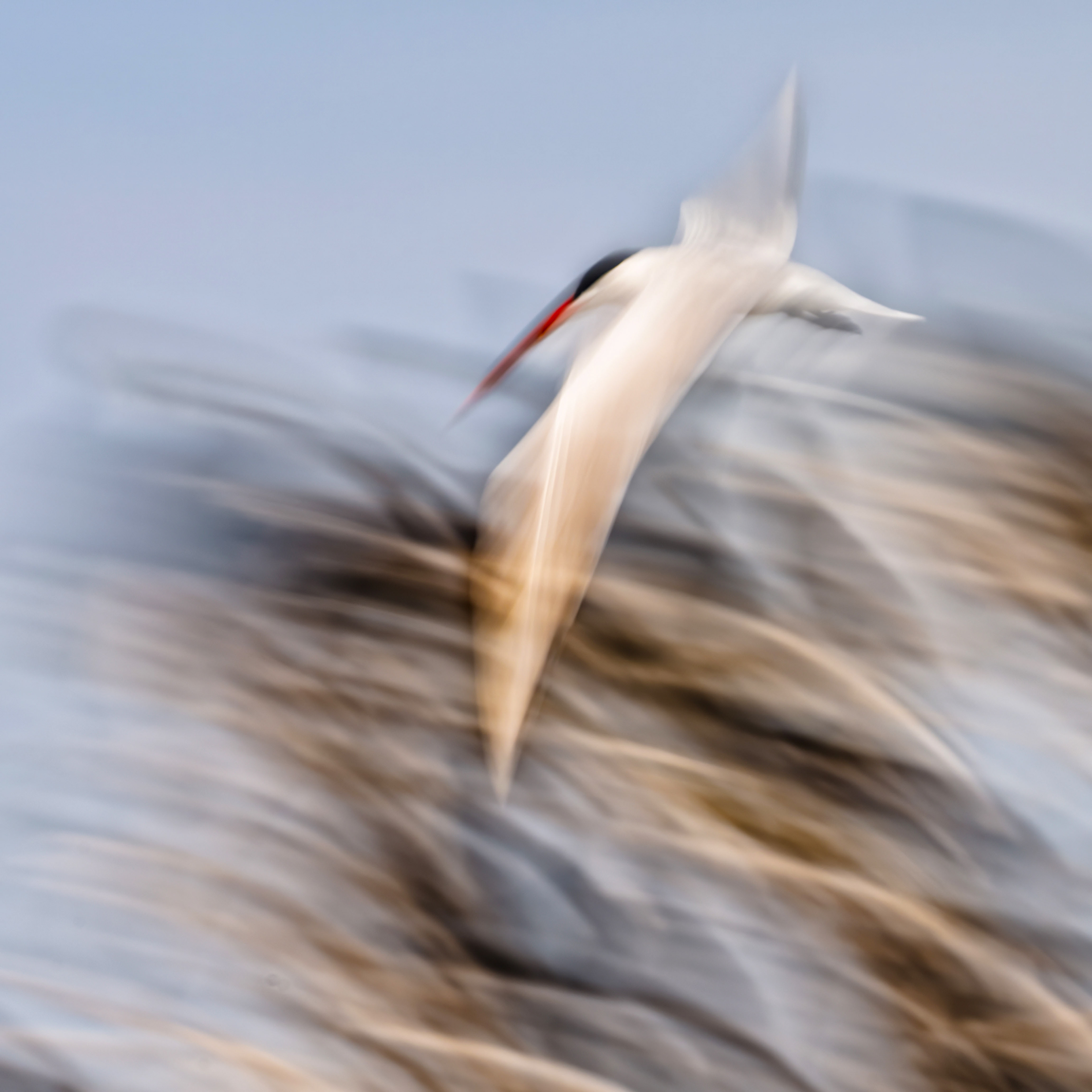 Caspian Tern - Burlington