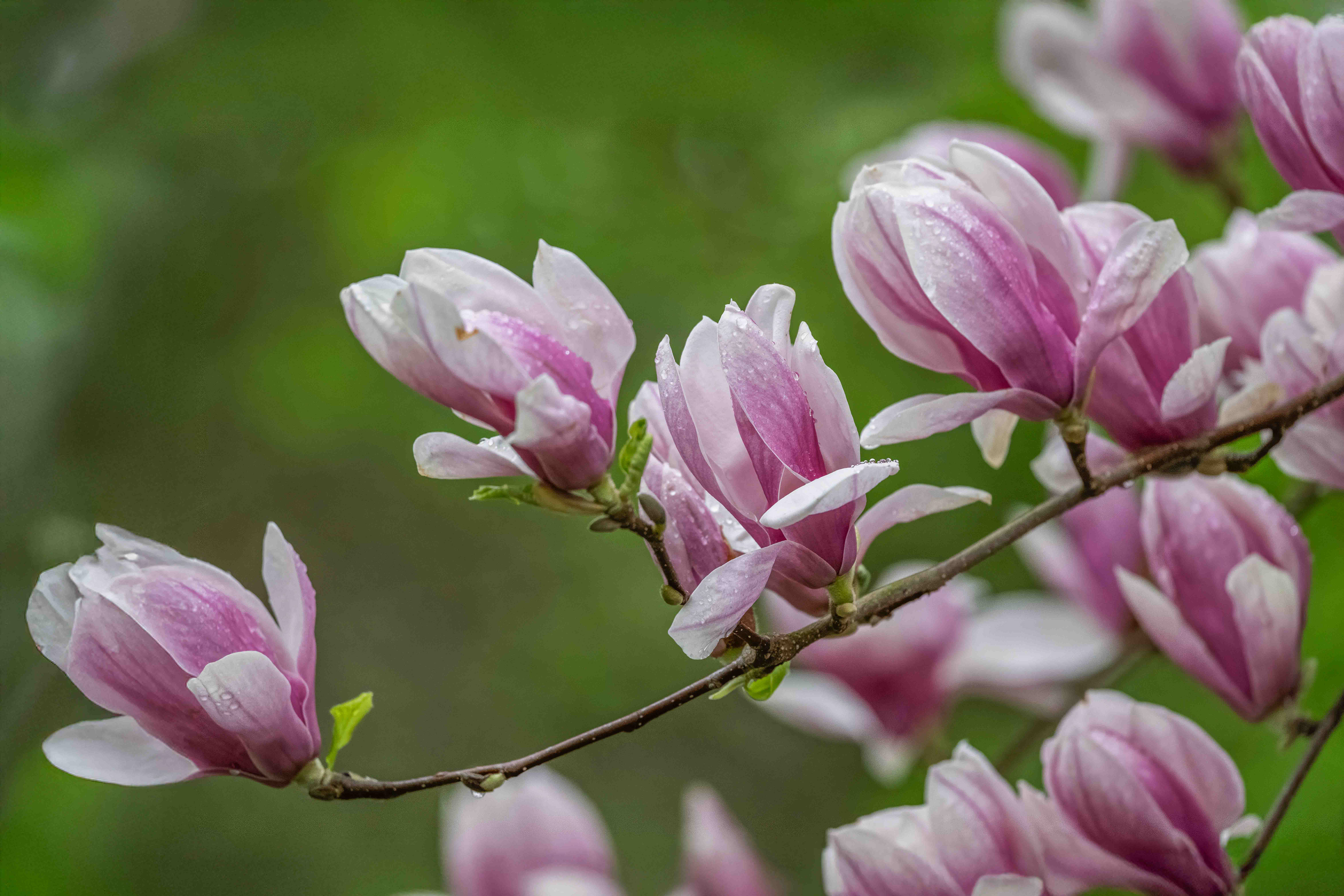 Magnolia - RBG