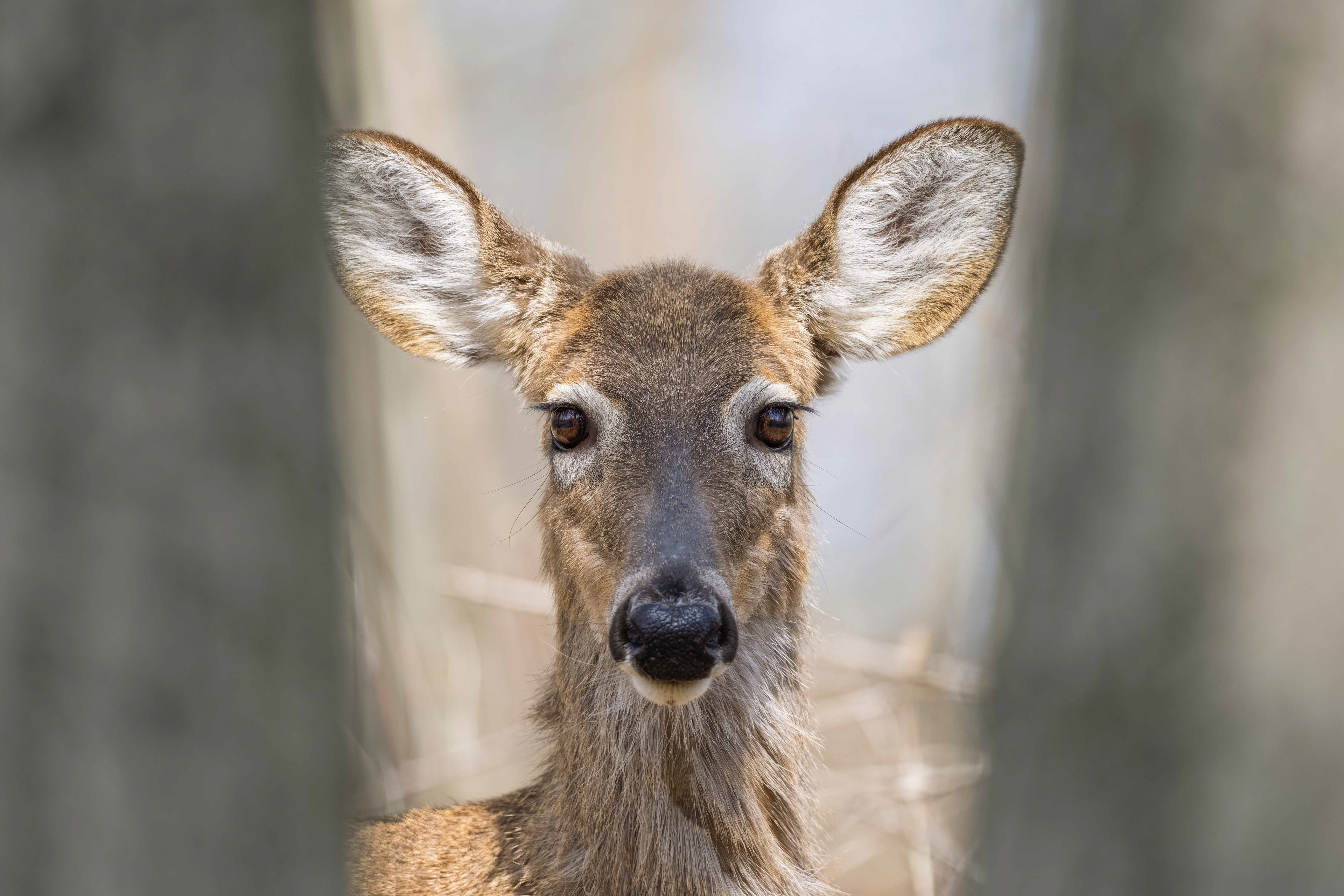  White-tailed deer - RBG