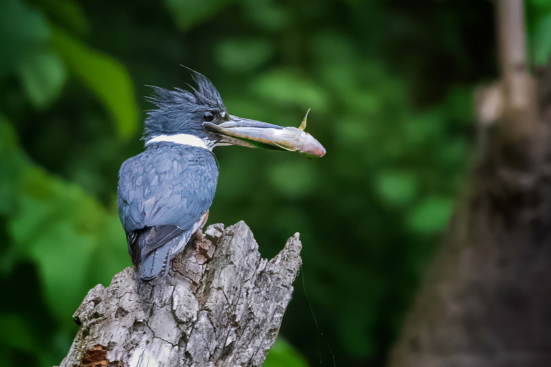 Belted Kingfisher - Oakville