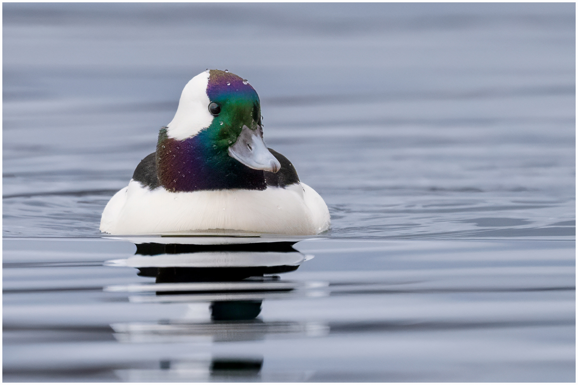 Bufflehead (male) - LaSalle Park