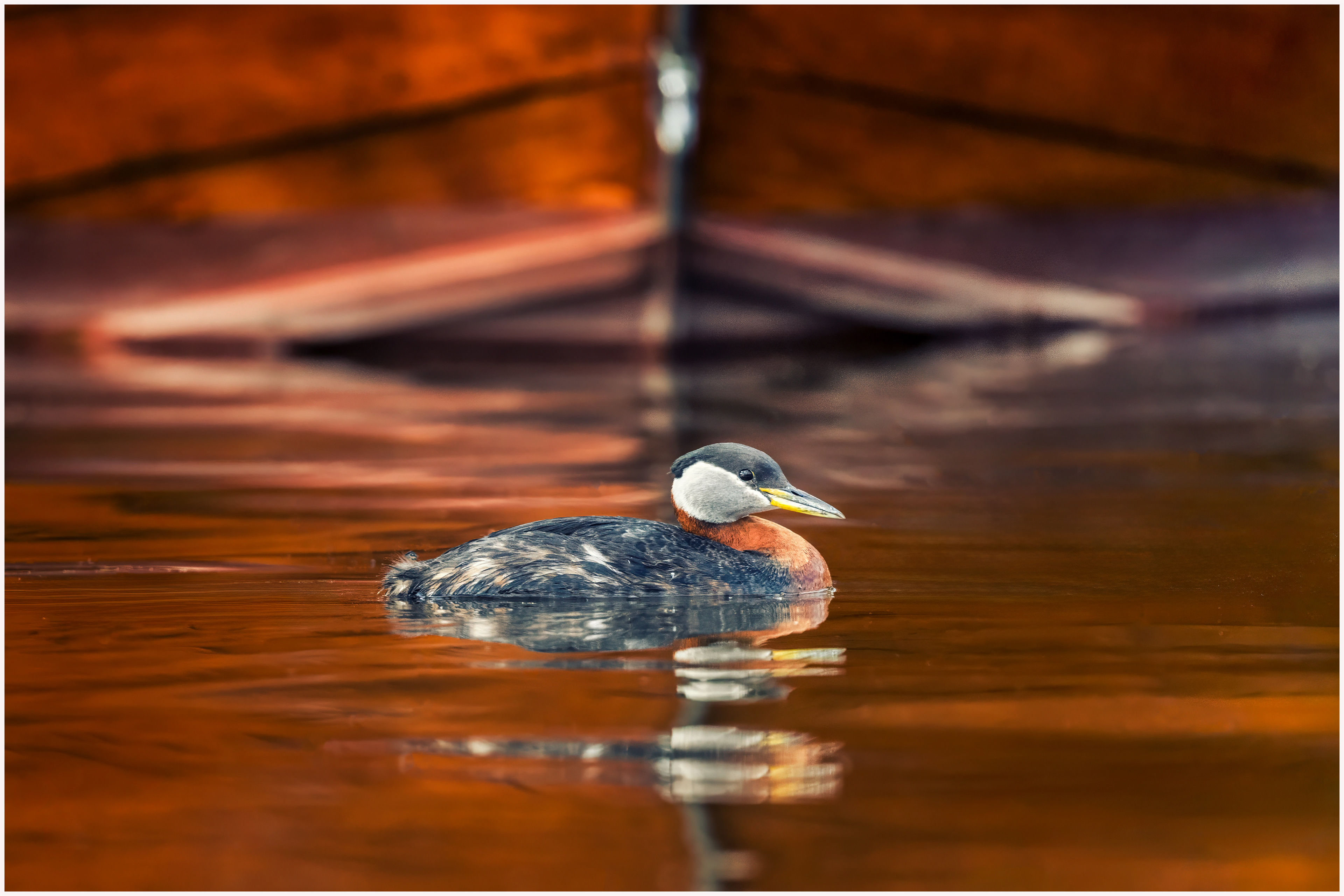 Red-necked Grebe (male) - Oakville