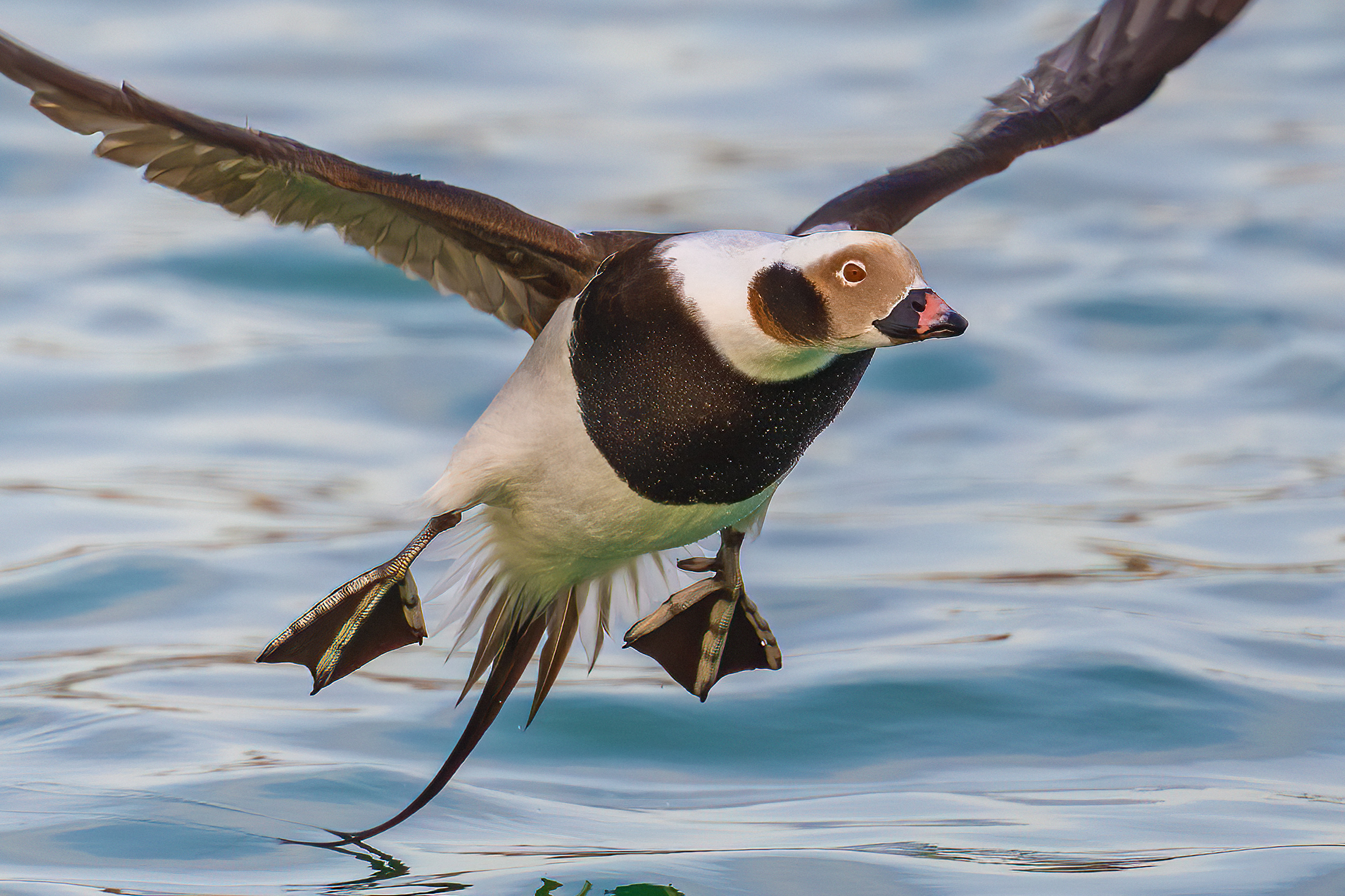 Long-tailed Duck - Burlington