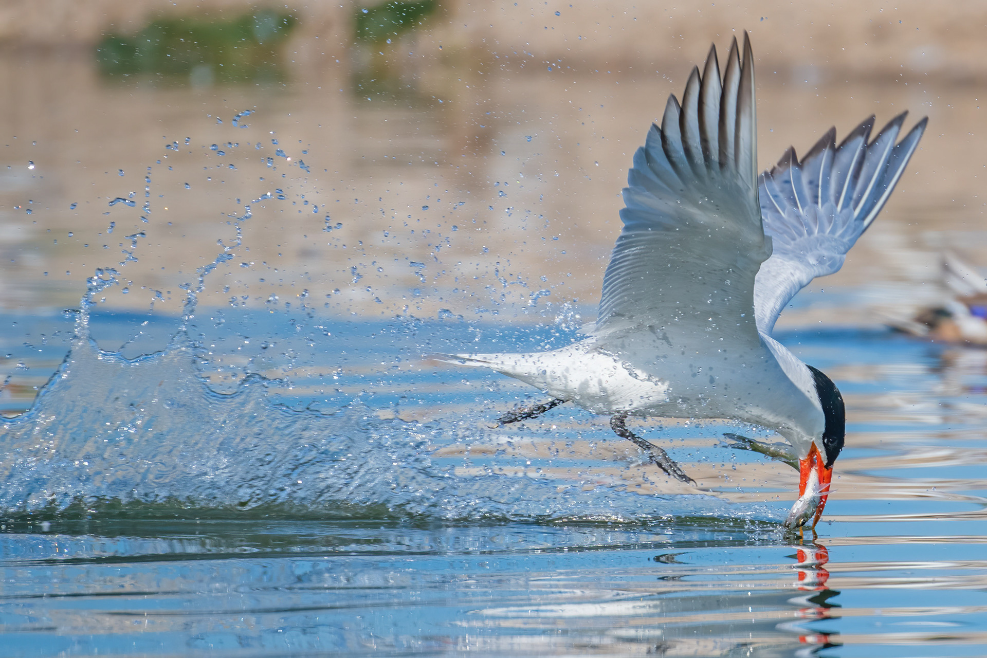 Caspian Tern - Burlington