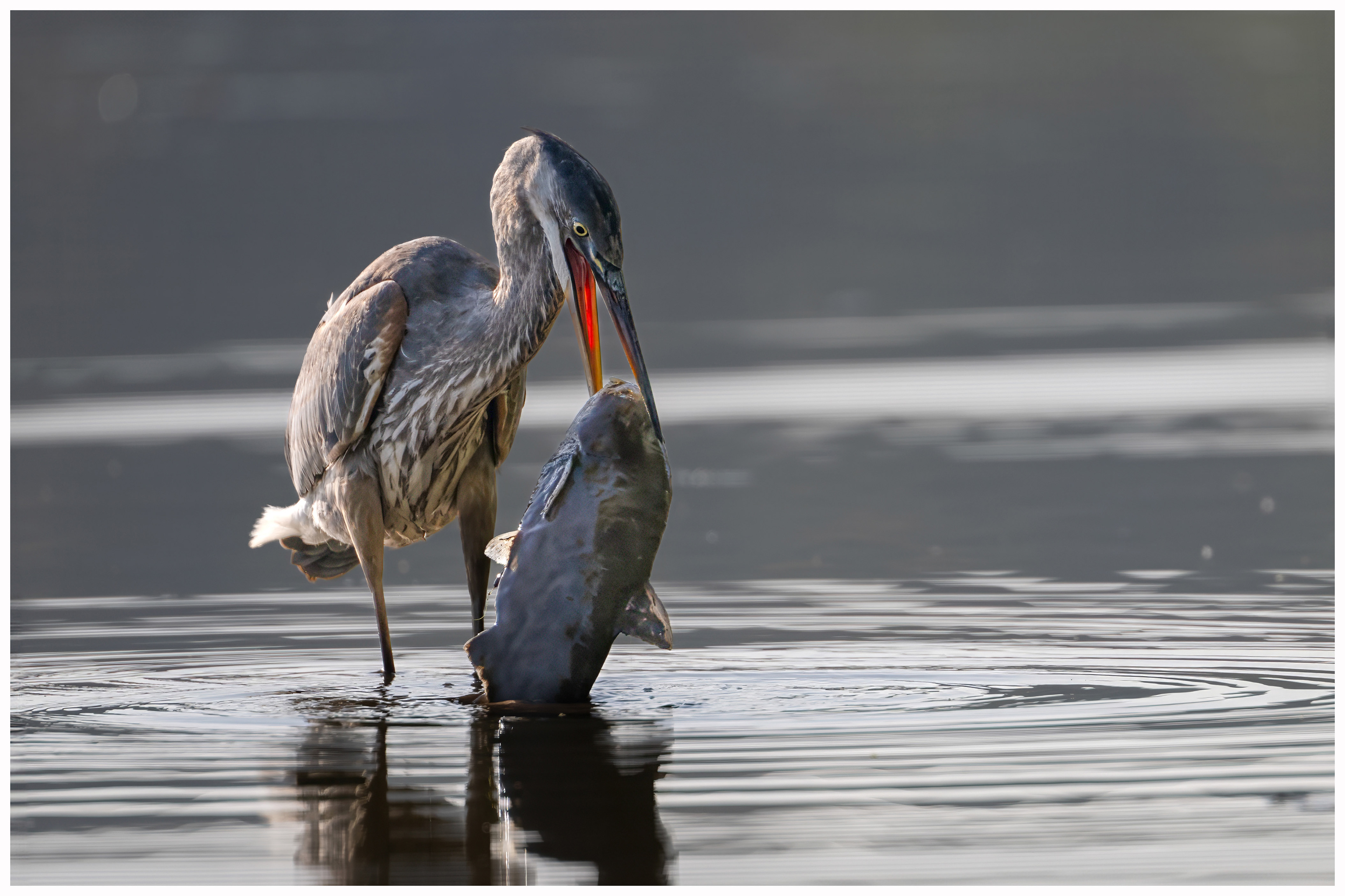 Great Blue Heron - RBG