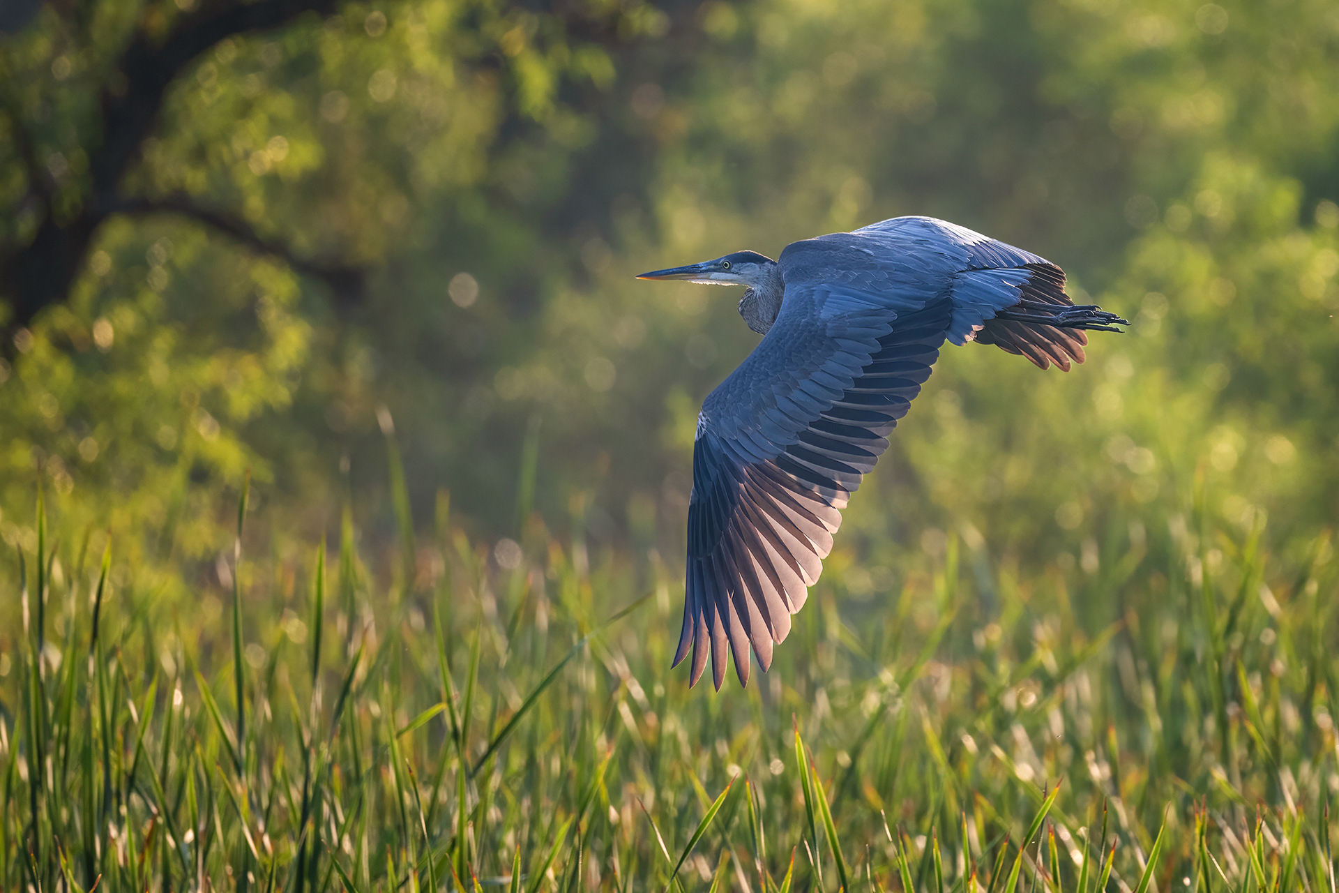 Great Blue Heron - RBG