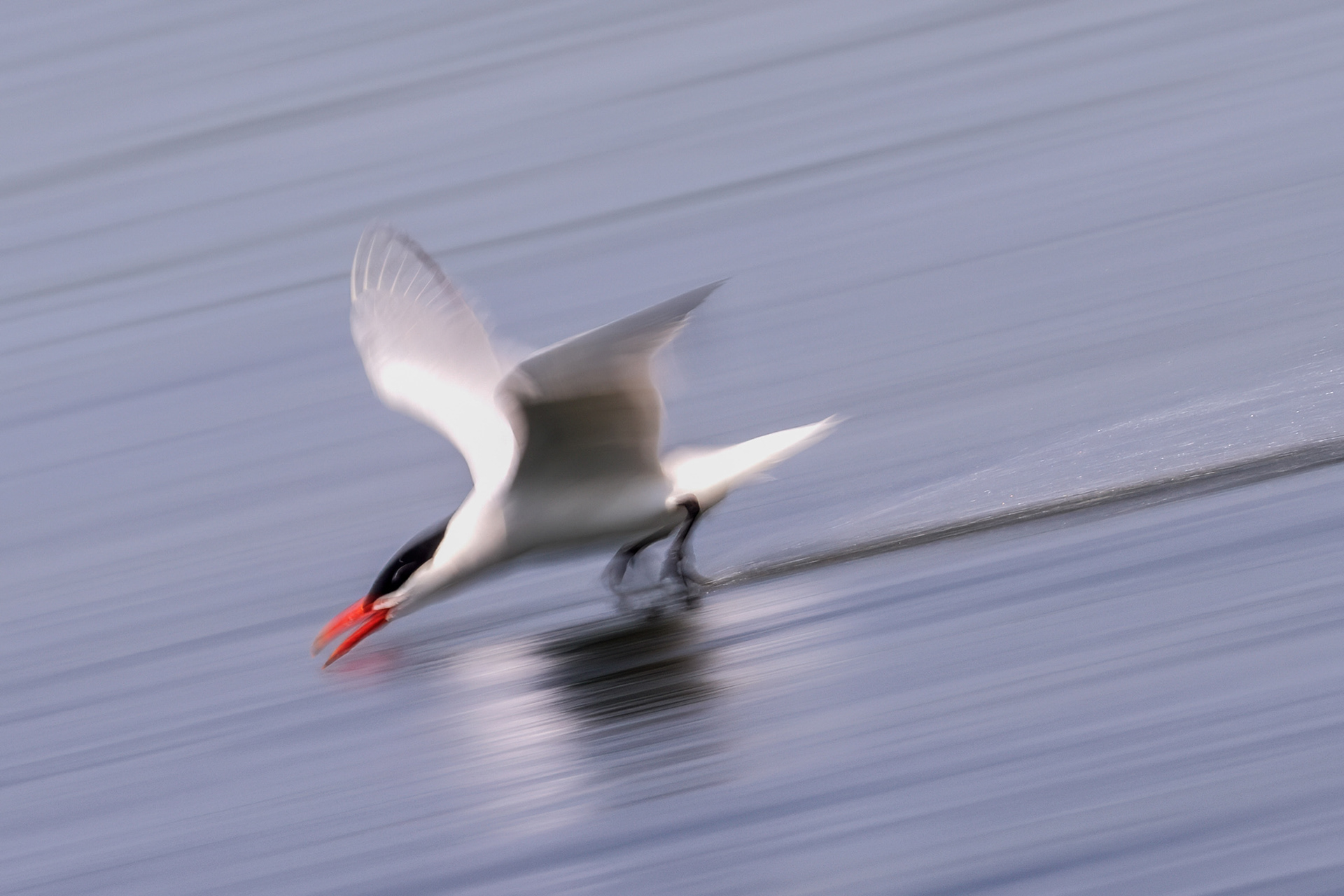 Caspian Tern - Burlington