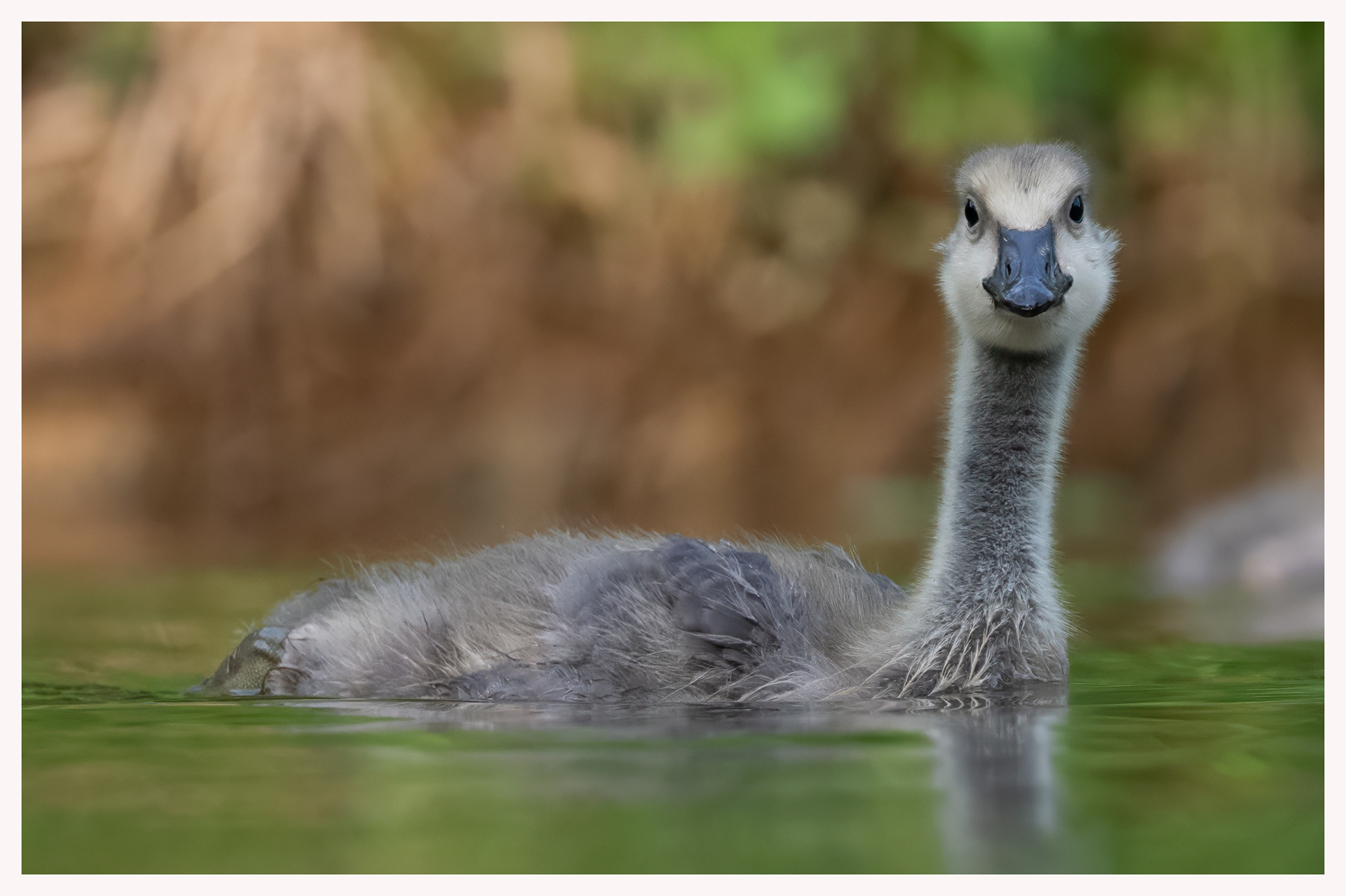 Canada Goose gosling - Oakville