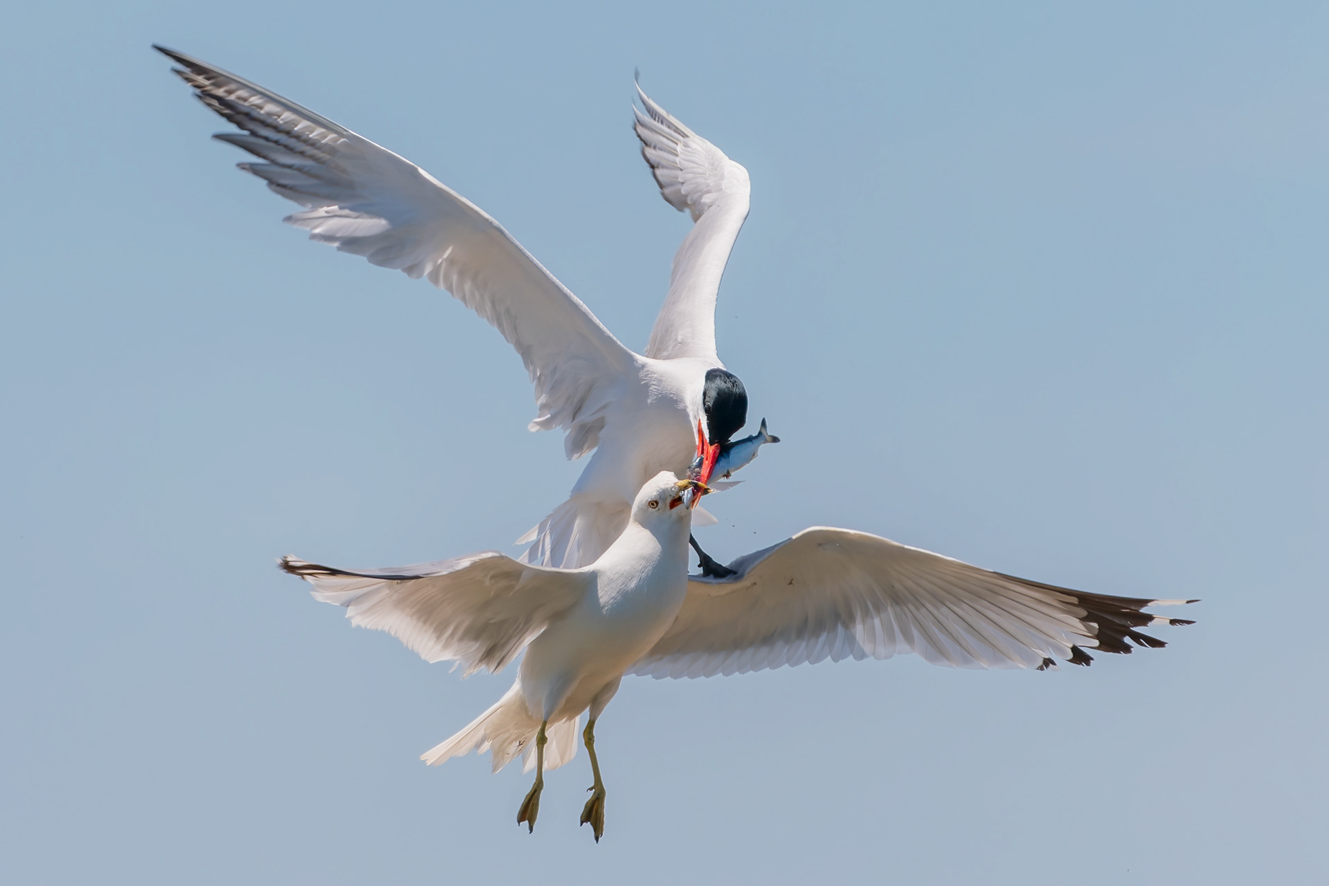 Caspian Tern & Ring-Billed Gull - Burlington