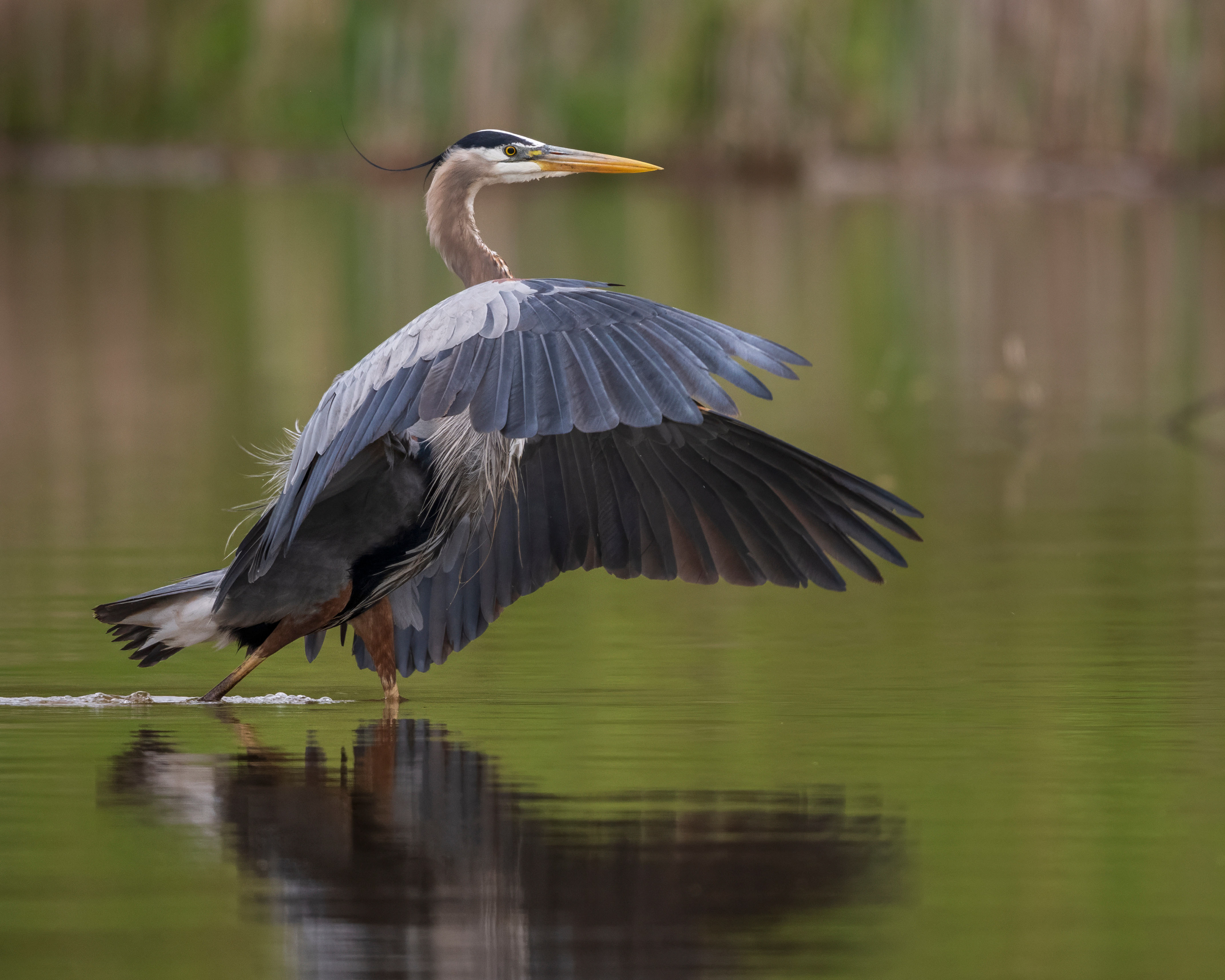 Great Blue Heron - RBG