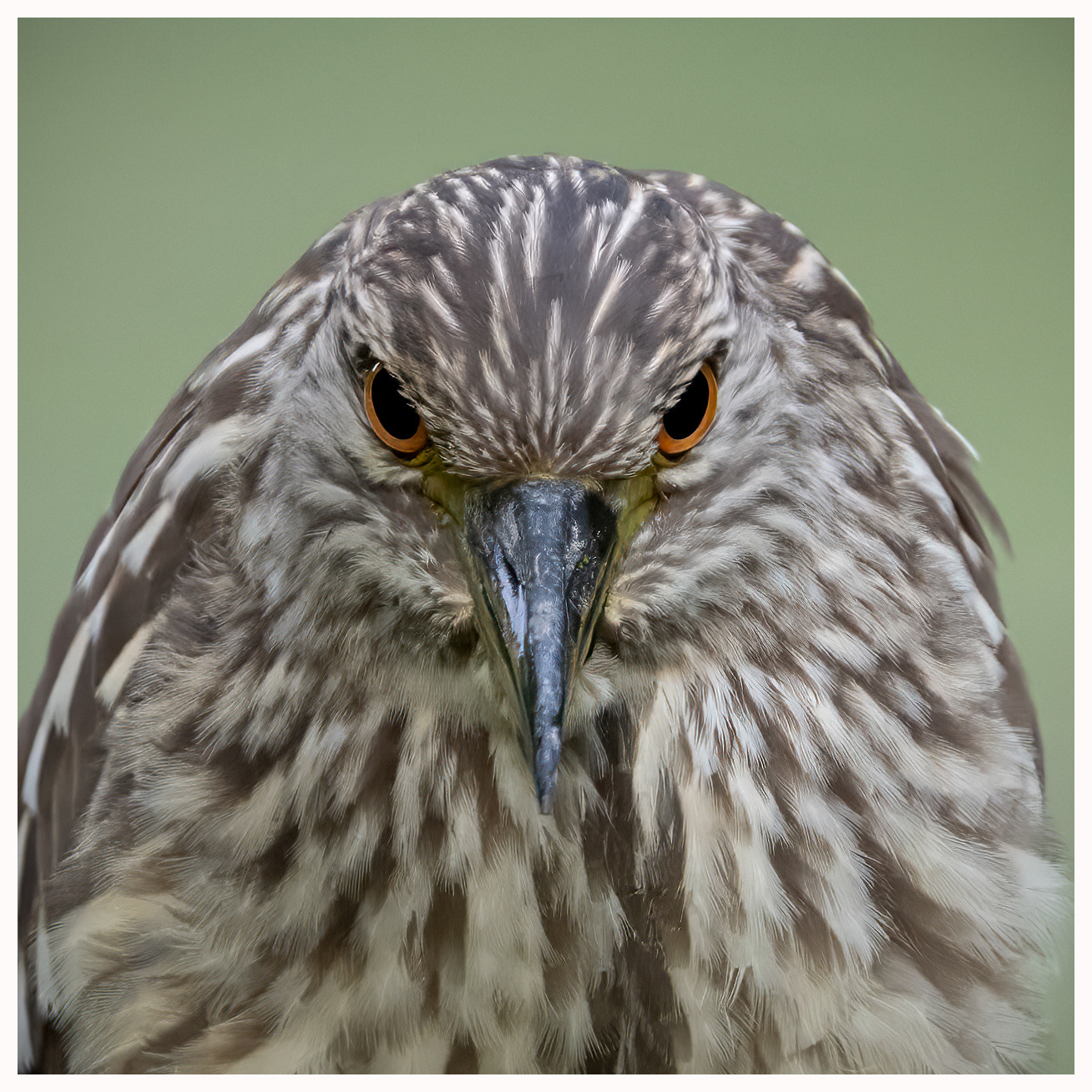 Black-crowned Night-Heron - RBG