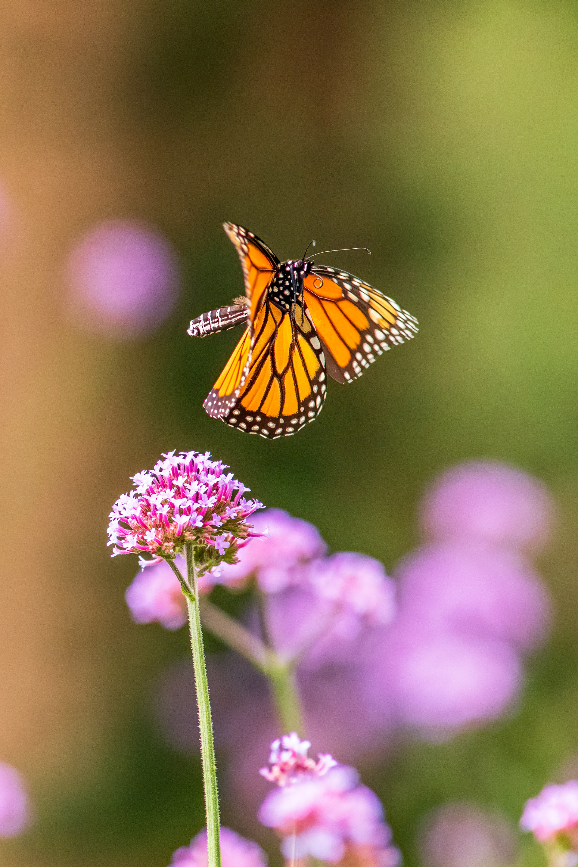 Monarch Butterfly - RBG