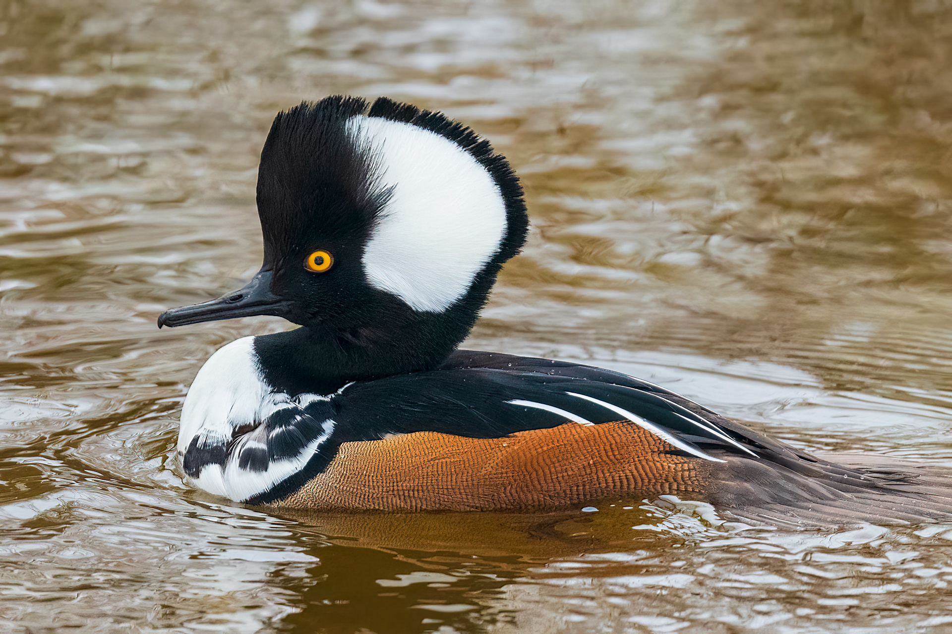 Hooded Merganser - RBG