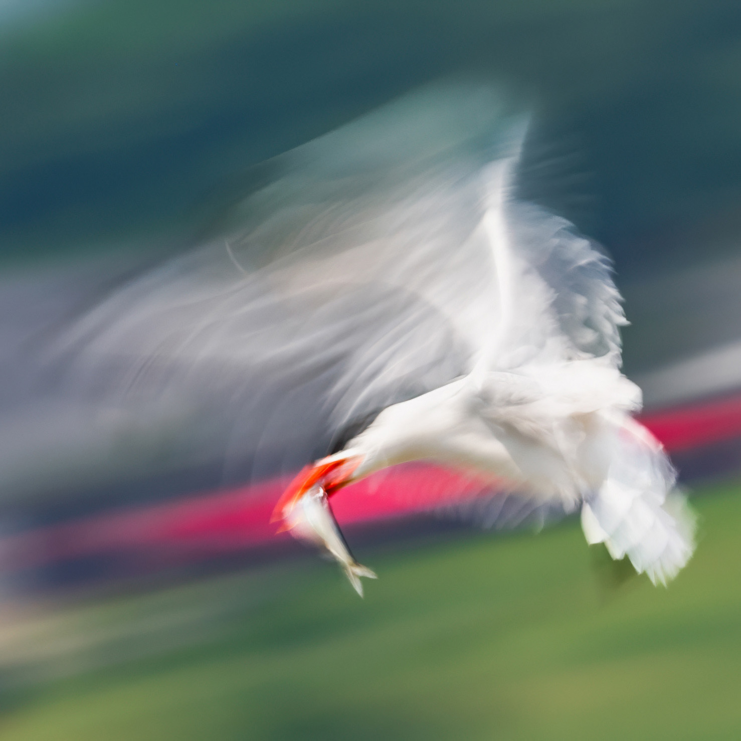 Caspian Tern - Burlington