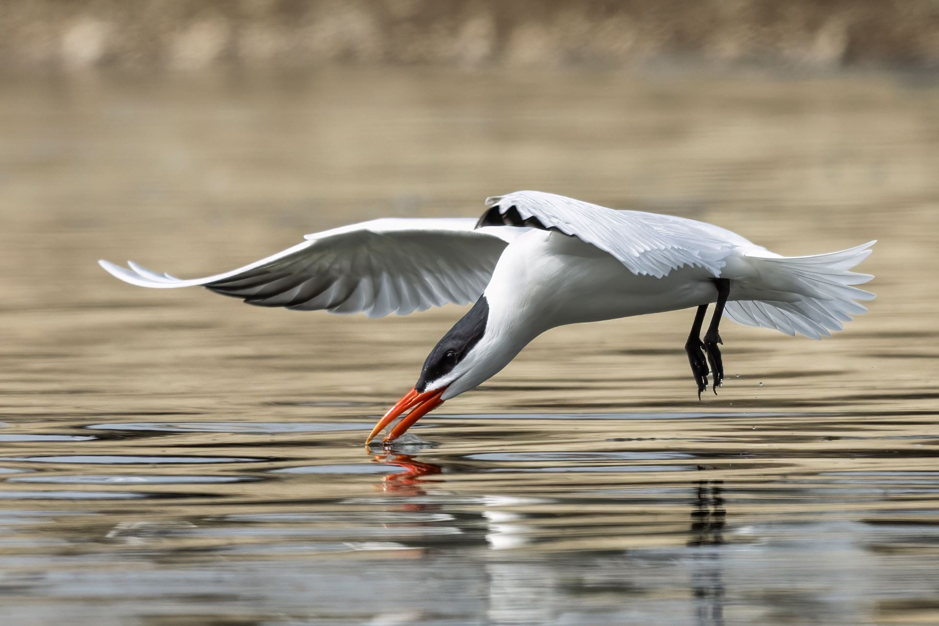 Caspian Tern - Burlington