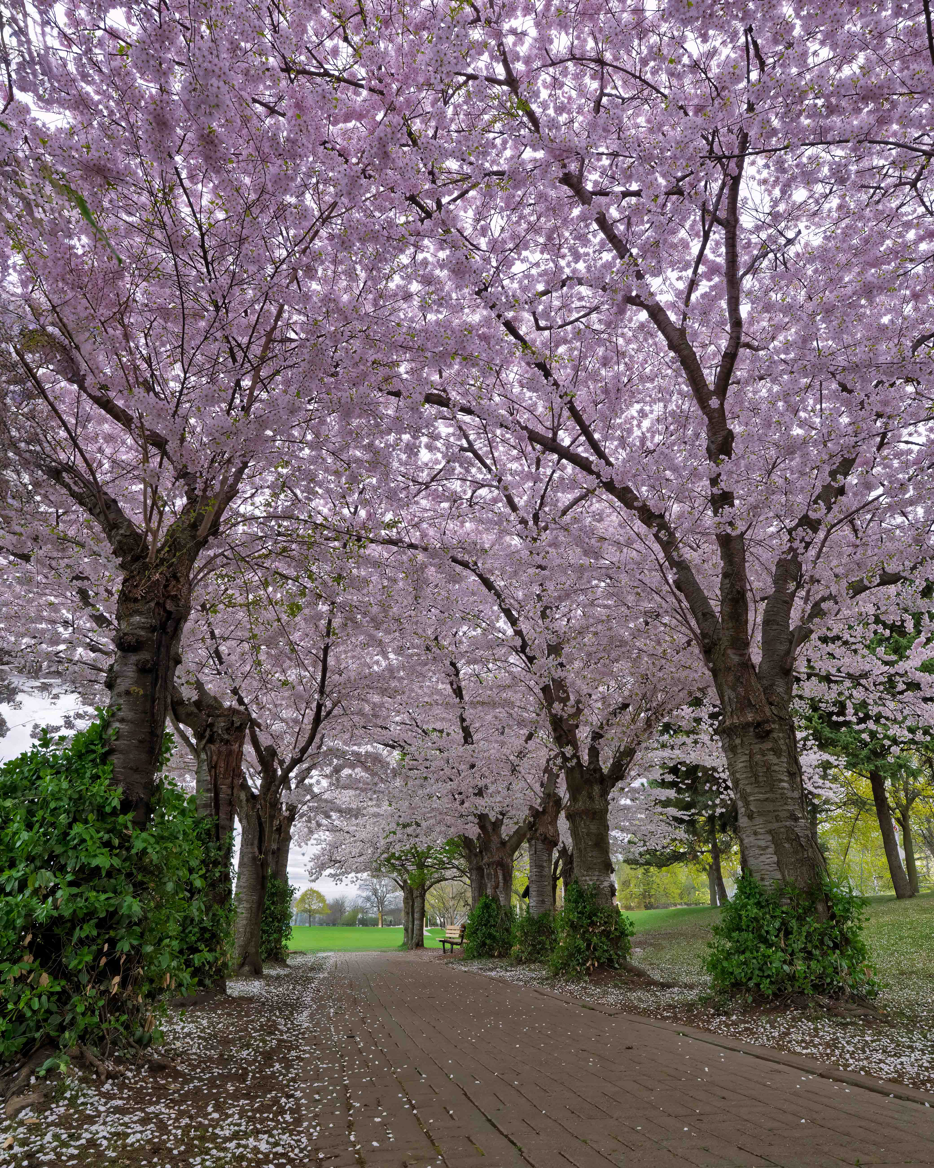 Cherry Blossom - Spencer Smith Park