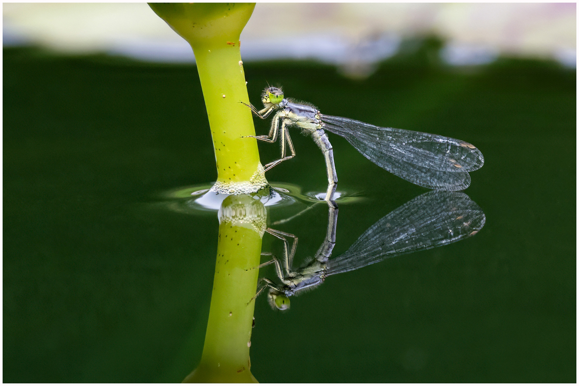 Damselfly - RBG
