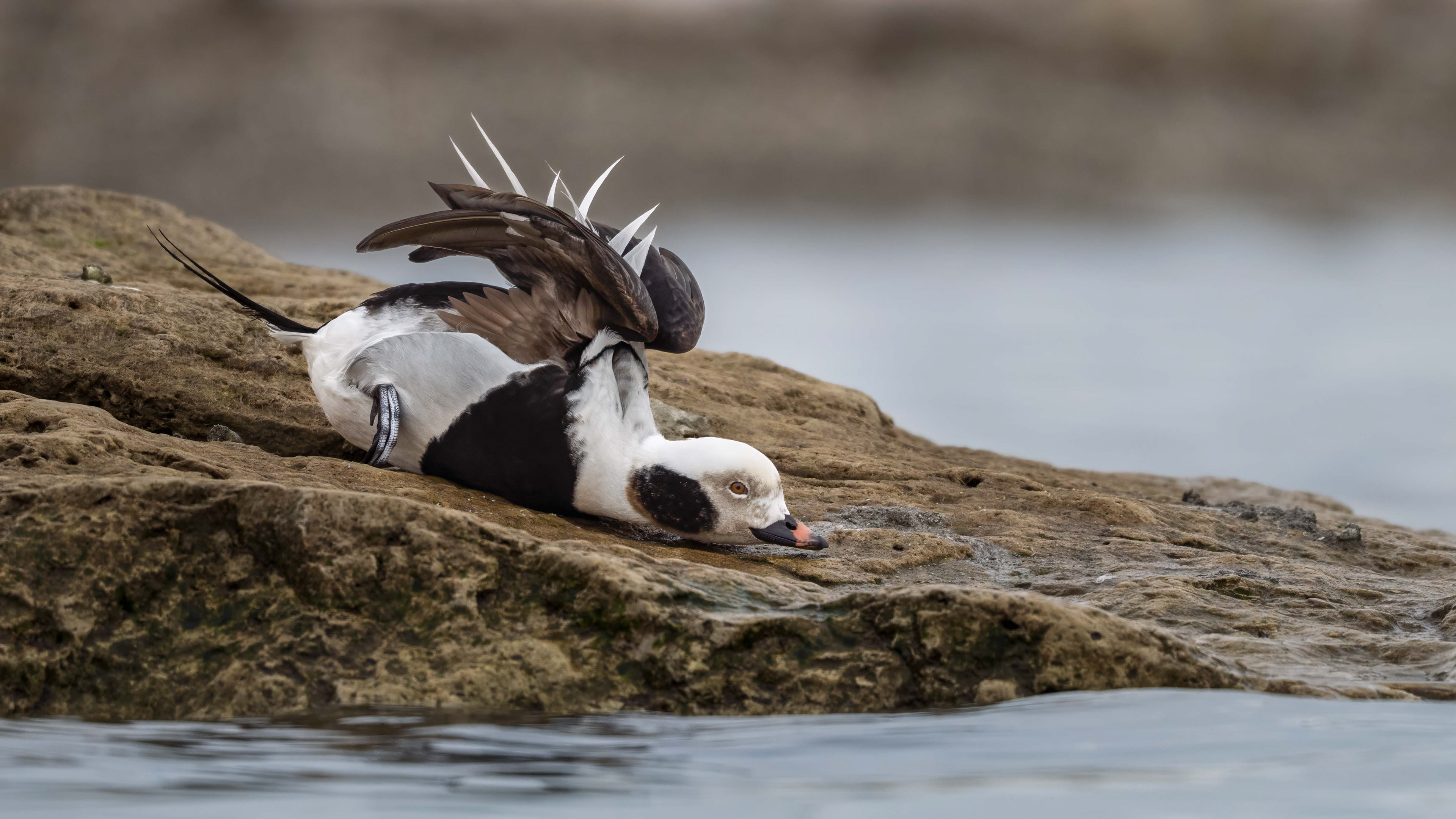 Long-tailed Duck - Oakville