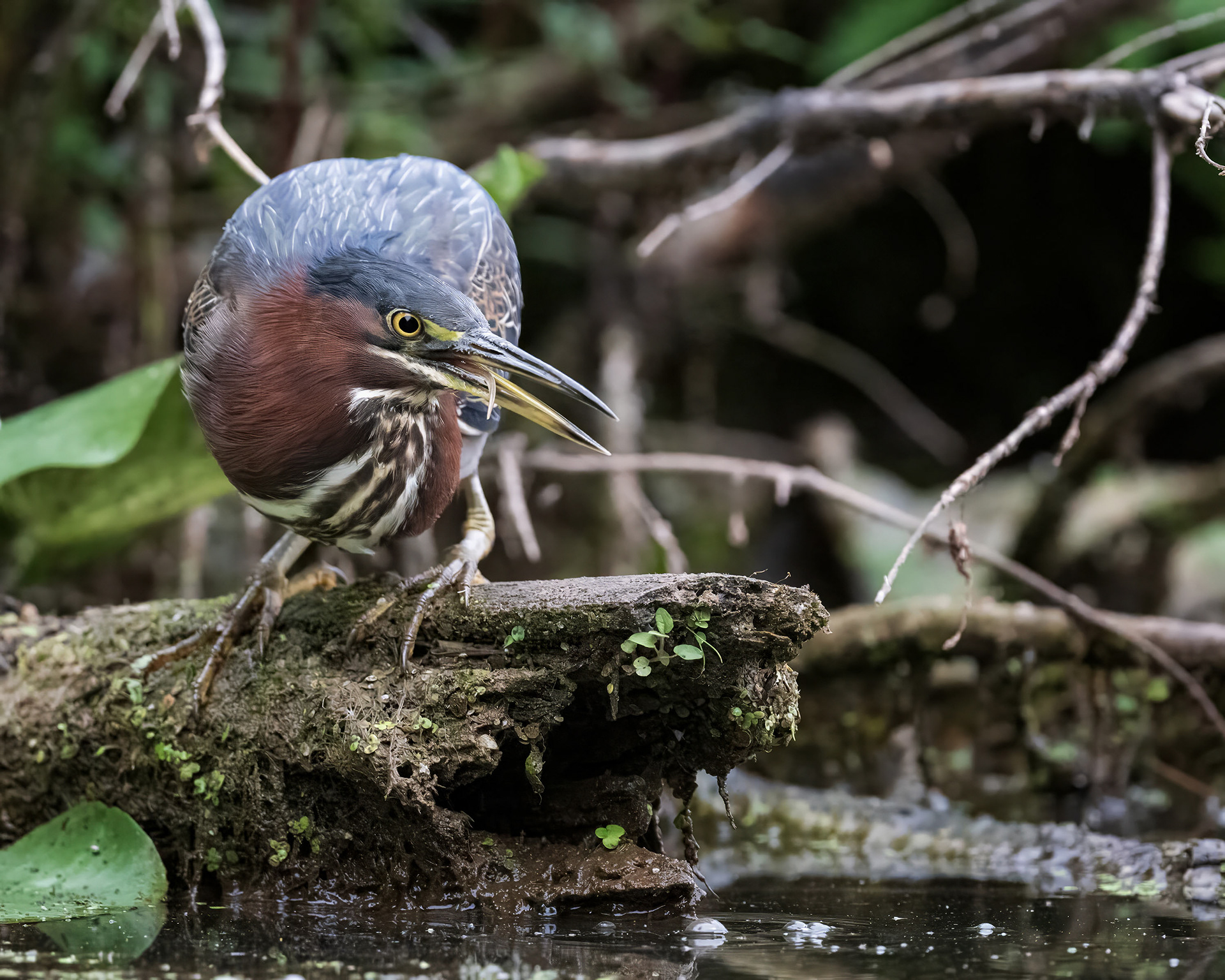 Green Heron - RBG
