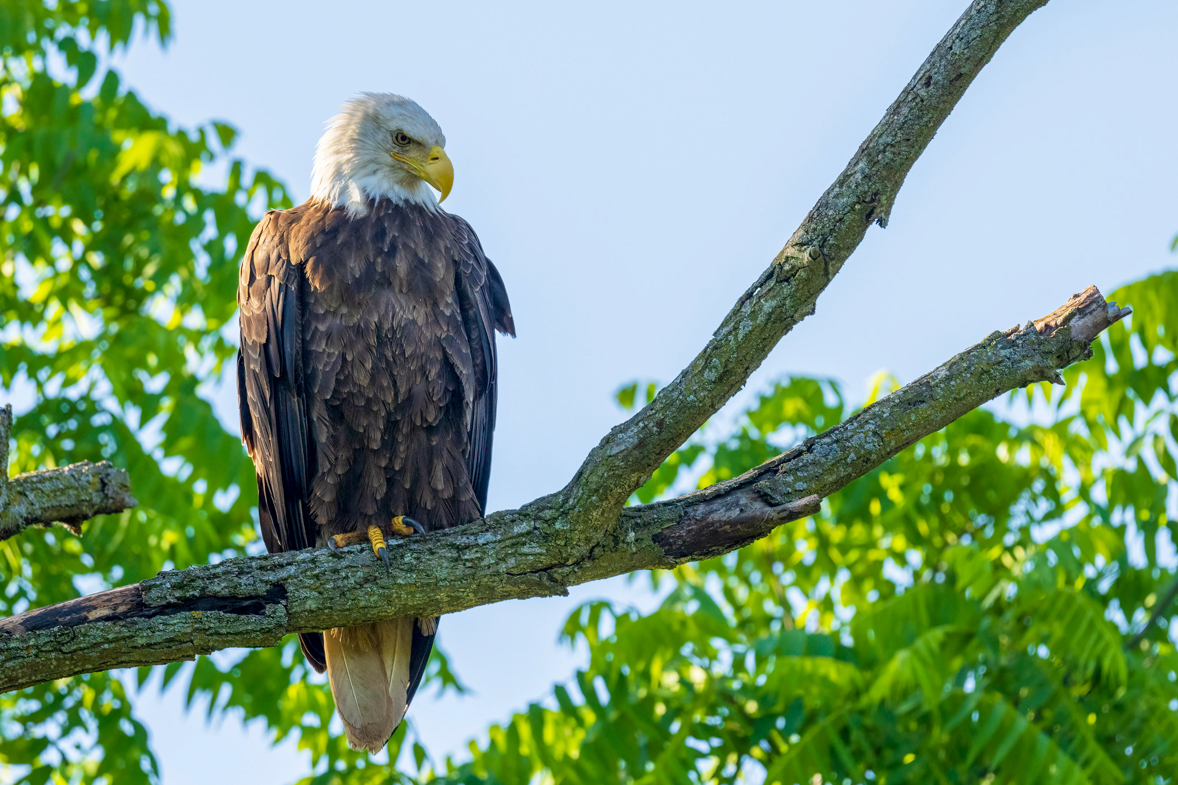 Bald Eagle - Oakville