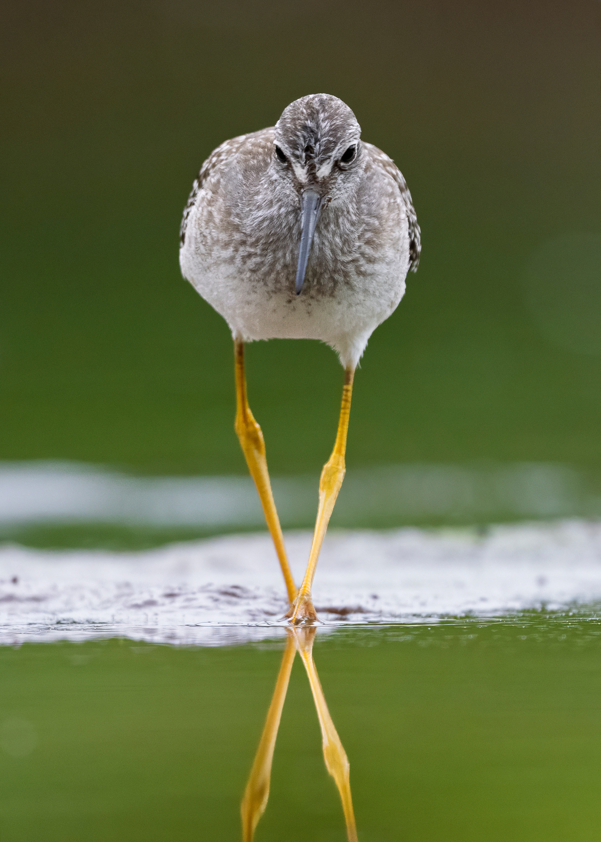 Sandpiper - RBG