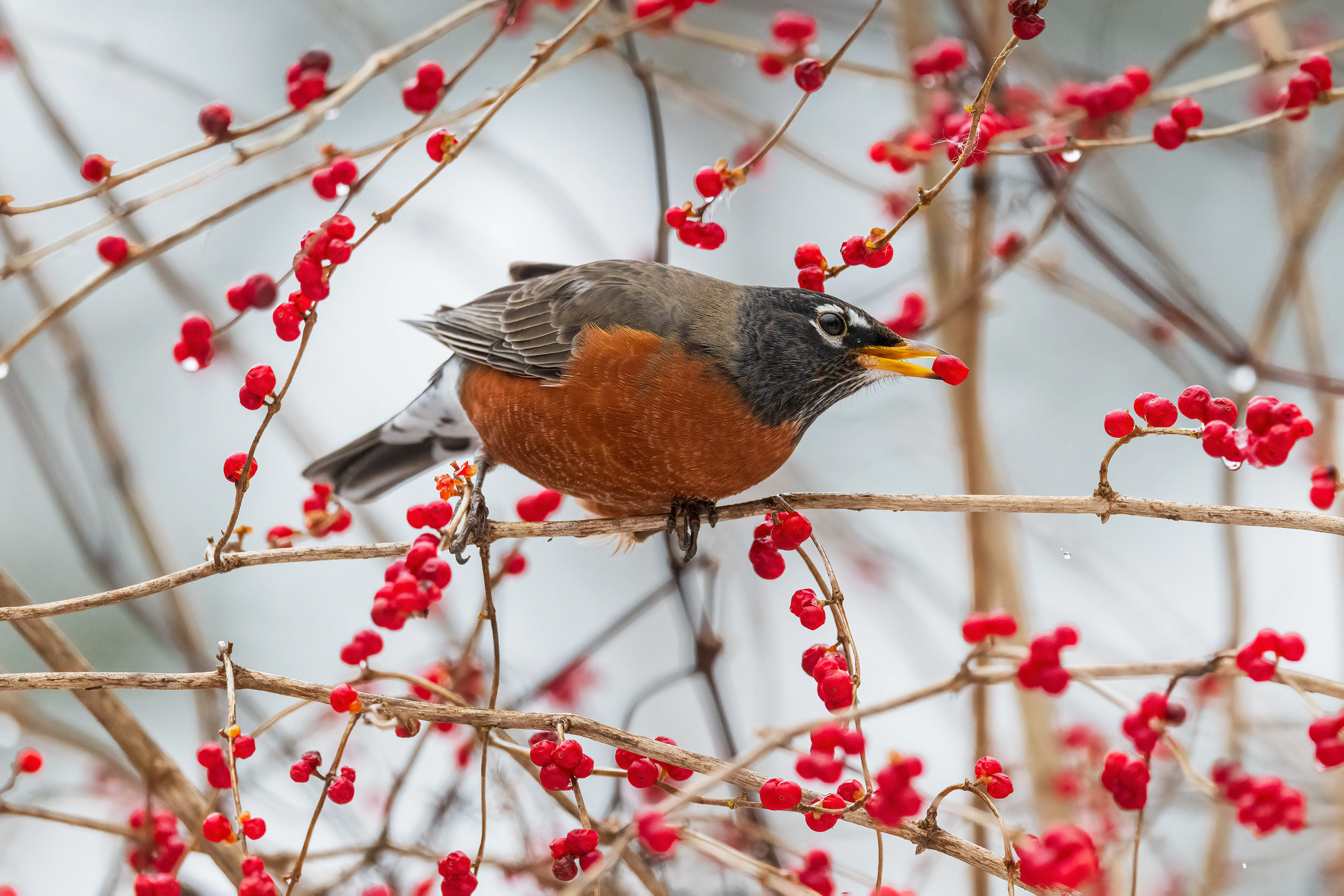 American Robin - RBG
