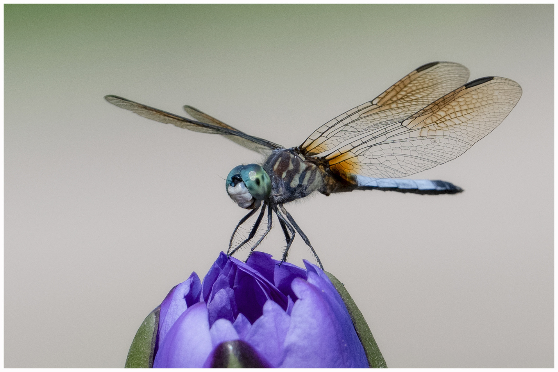Blue Dasher - RBG