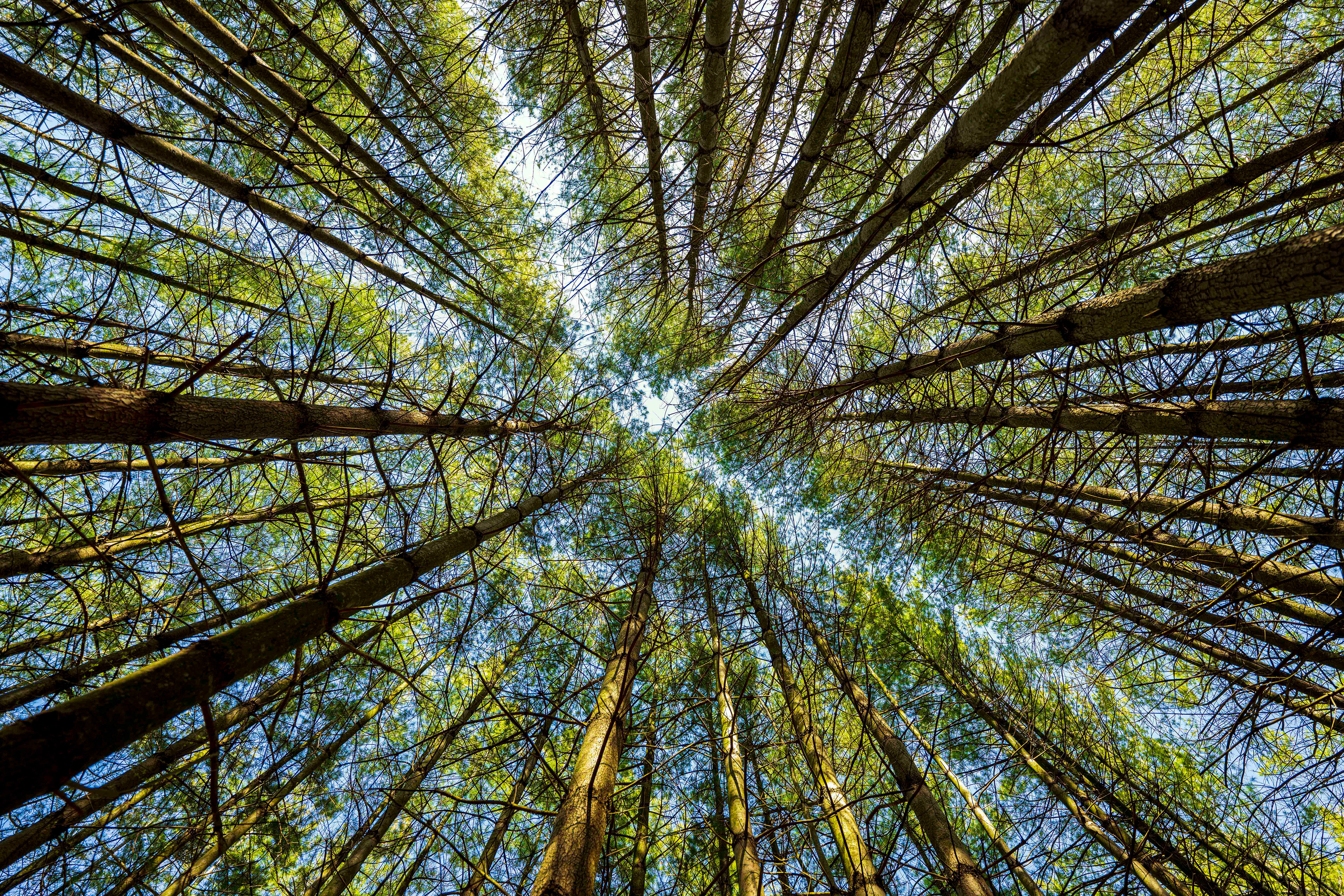 Worm's Eye View - RBG