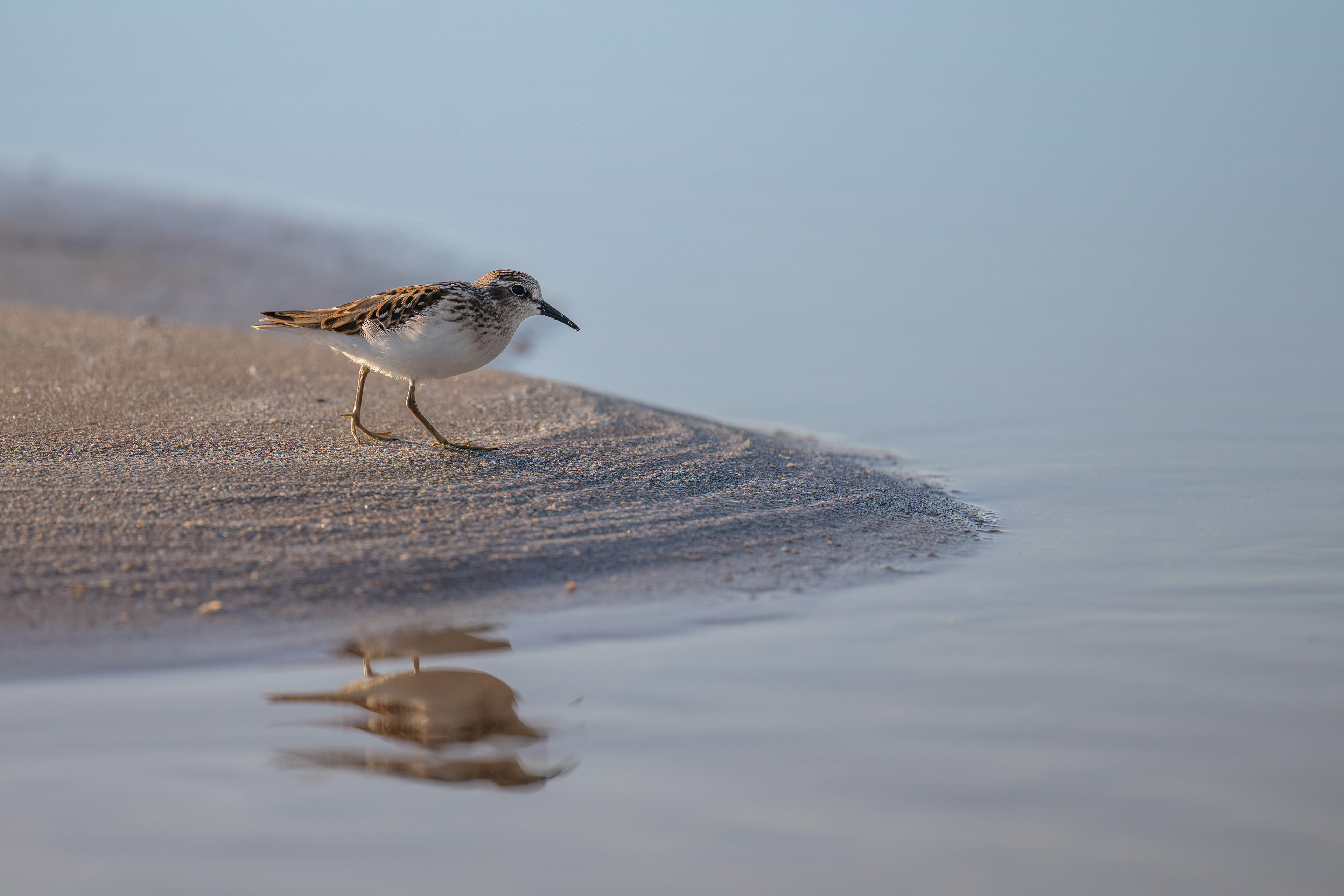 Least Sandpiper - Burlington